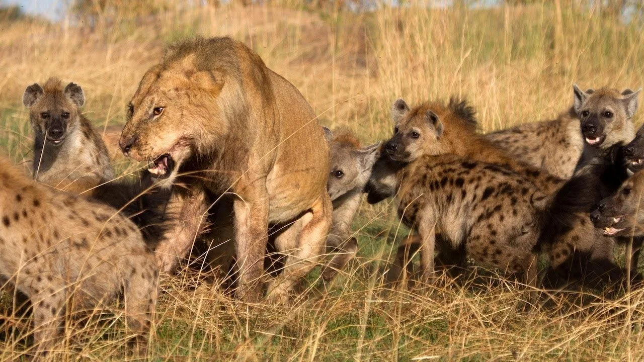lions-and-hyenas.bbe896eae45f4dc68175fe074d6975d9.jpg