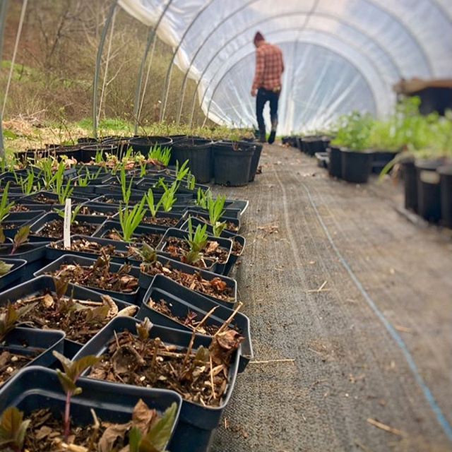 #behindthescenes in the Wild Bud Nursery #greenhouse 🍃 .
.
Come join another of our wonderful vendors @wildbud_natives at the Growing in the Mountains plant sale! April 26-27th, 9-5pm both days at the WNC Farmers Market in beautiful #asheville #nort