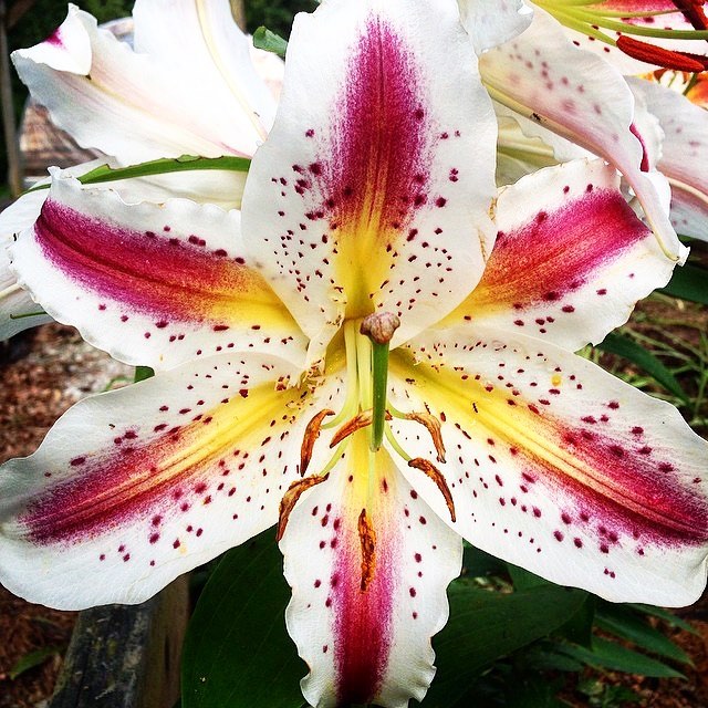 Happy Easter, Happy Passover and have a beautiful Sunday from your friends at Growing in the Mountains! 🌸 .
.
📸 by @barryfarmsnc one of our fabulous plant sale vendors .
.
#828isgreat #asheville #ashevillenc #farmersmarket #lily #lilies #stargazer 