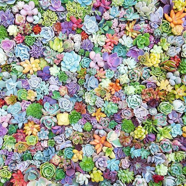 The countdown is on! We are only days away from the first big plant sale of the year! Join us this Friday and Saturday, April 26 and 27th, from 9 AM to 5 PM at the WNC Farmer&rsquo;s Market in beautiful Asheville North Carolina. The address is in our