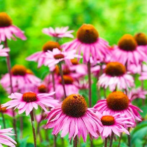 We are so excited to welcome new vendors for the 2019 Growing in the Mountains #plantsale ! Introducing Pangaea Plants, a certified bio dynamic and organic medicinal nursery, specializing in culinary herbs, vegetables/flower starts, and packaged drie