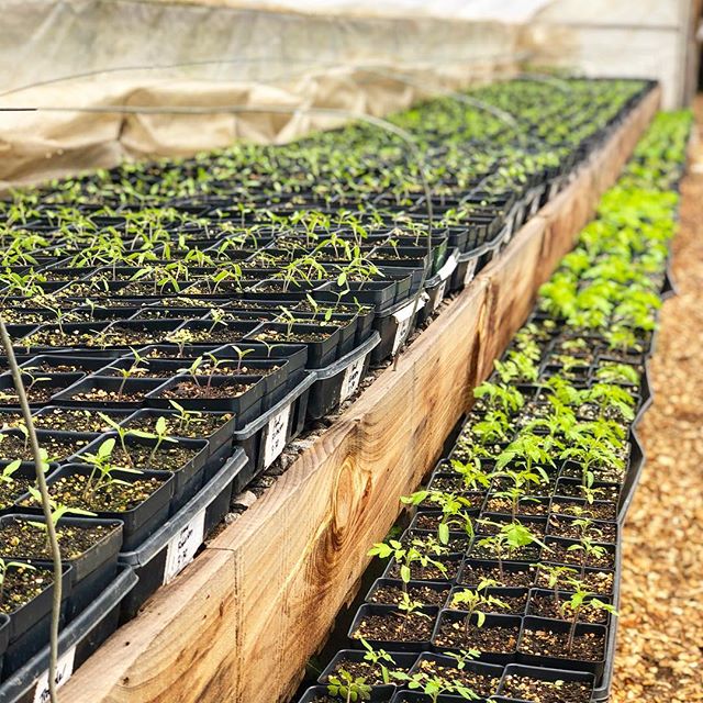 Just one more day! Are you ready, gardeners? The Growing in the Mountains plant sale is ready for you! 🍅 THIS Friday and Saturday, 9am to 5pm, both days at the WNC Farmers Market located at 570 Brevard Road in beautiful Asheville North Carolina. We 