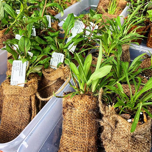 And the first day of the plant sale concludes with bright, beautiful, sunny skies! What did you bring home today? 🌱 .
.
If you couldn&rsquo;t make it out today, not to worry! We&rsquo;ll be at it again, rain or shine, tomorrow, Saturday, April 27 fr