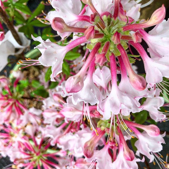 Why support big box stores, when you can find these beauties through your local growers? The Growing in the Mountains plant sale is the perfect place to meet your growers ask questions about gardening, and find unique plants native to our area (like 