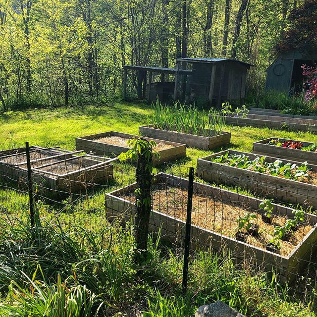 The plant sale maybe over for 2019 but the growing season has just begun! Keep us up-to-date with your gardens all your round by using the hashtag #growinginthemountains to show us how all of your beautiful new plants are doing! 🍎 Feel free to tag u