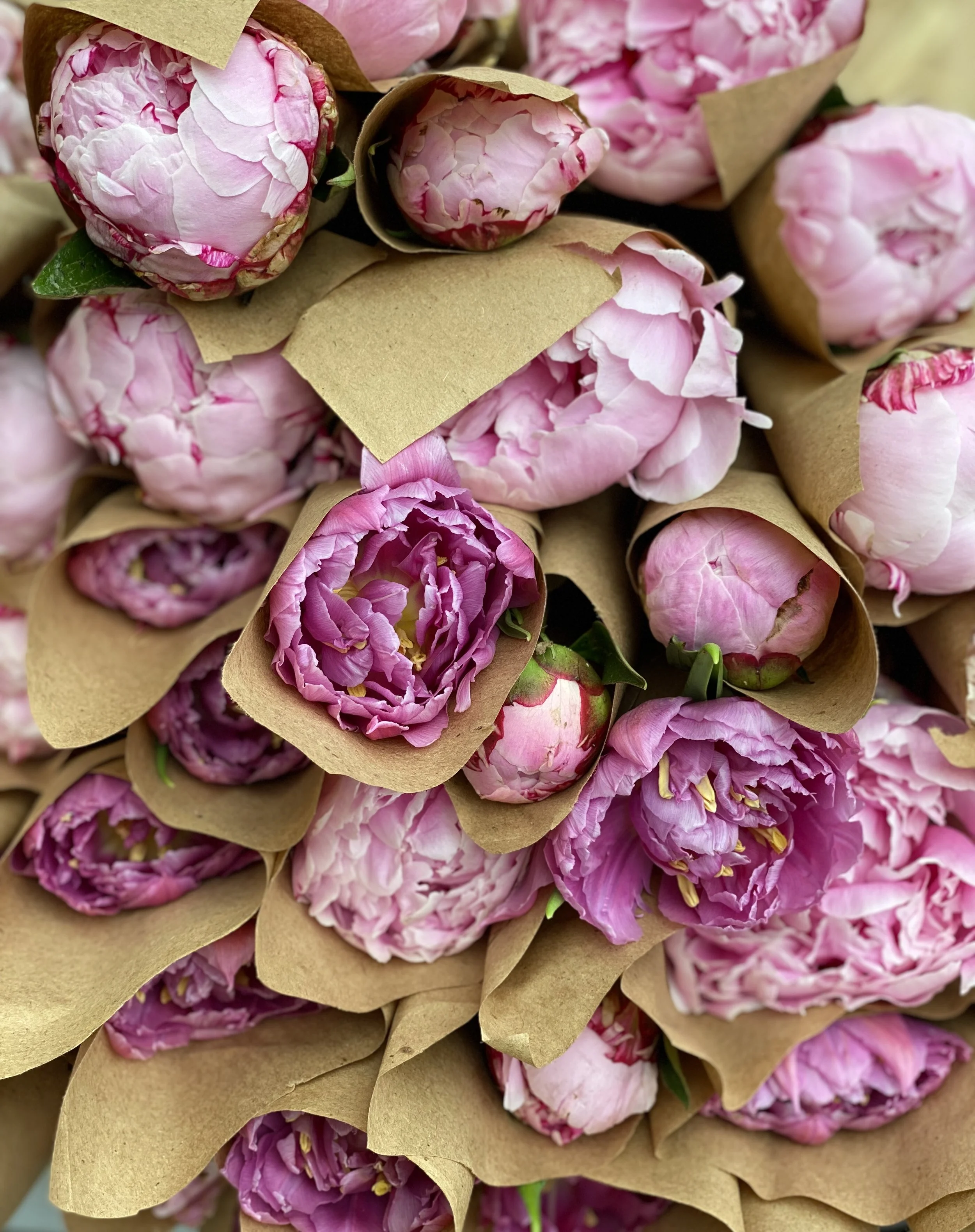 Peonies in paper.jpeg