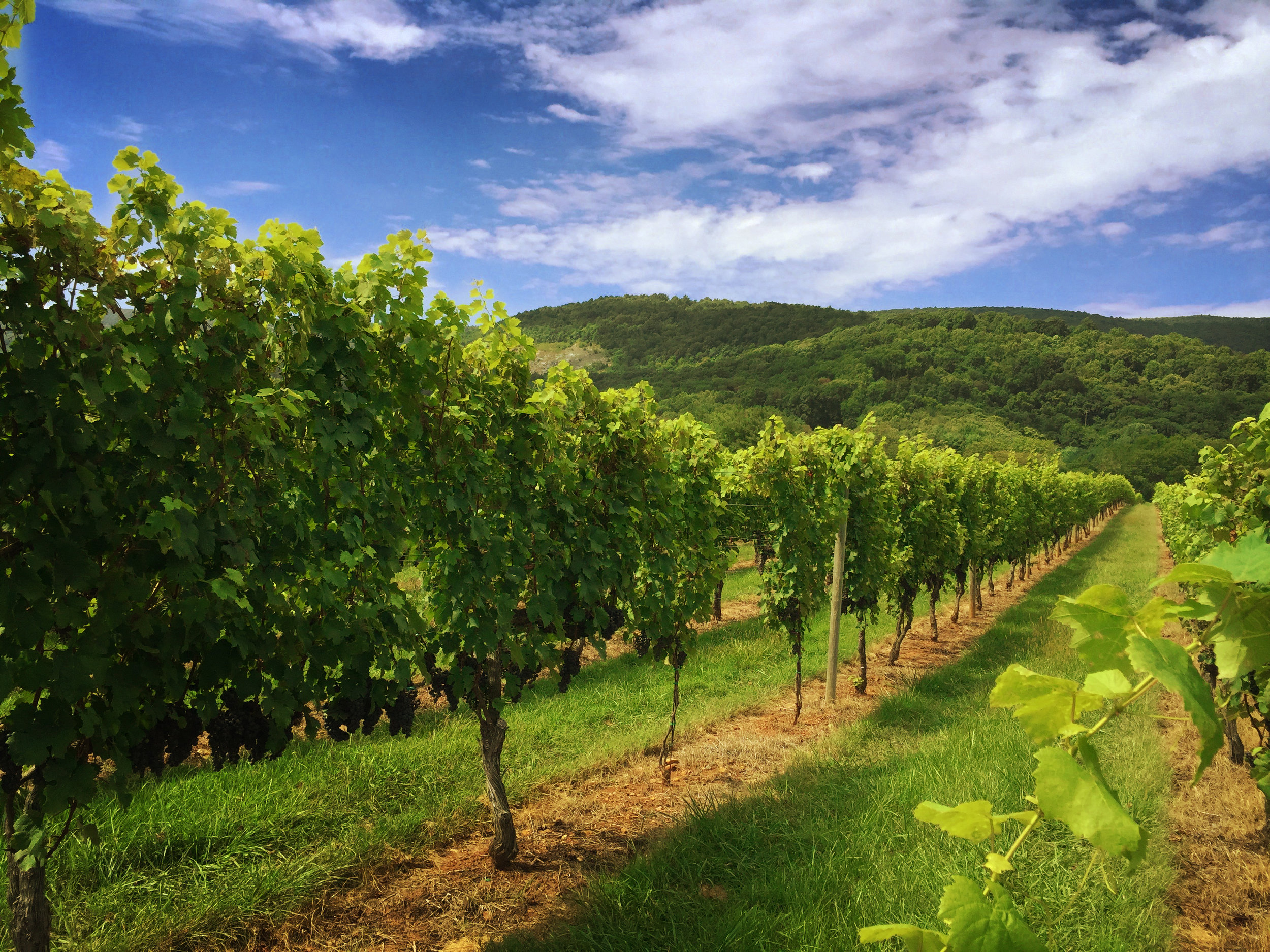 all inclusive wine tours charlottesville va