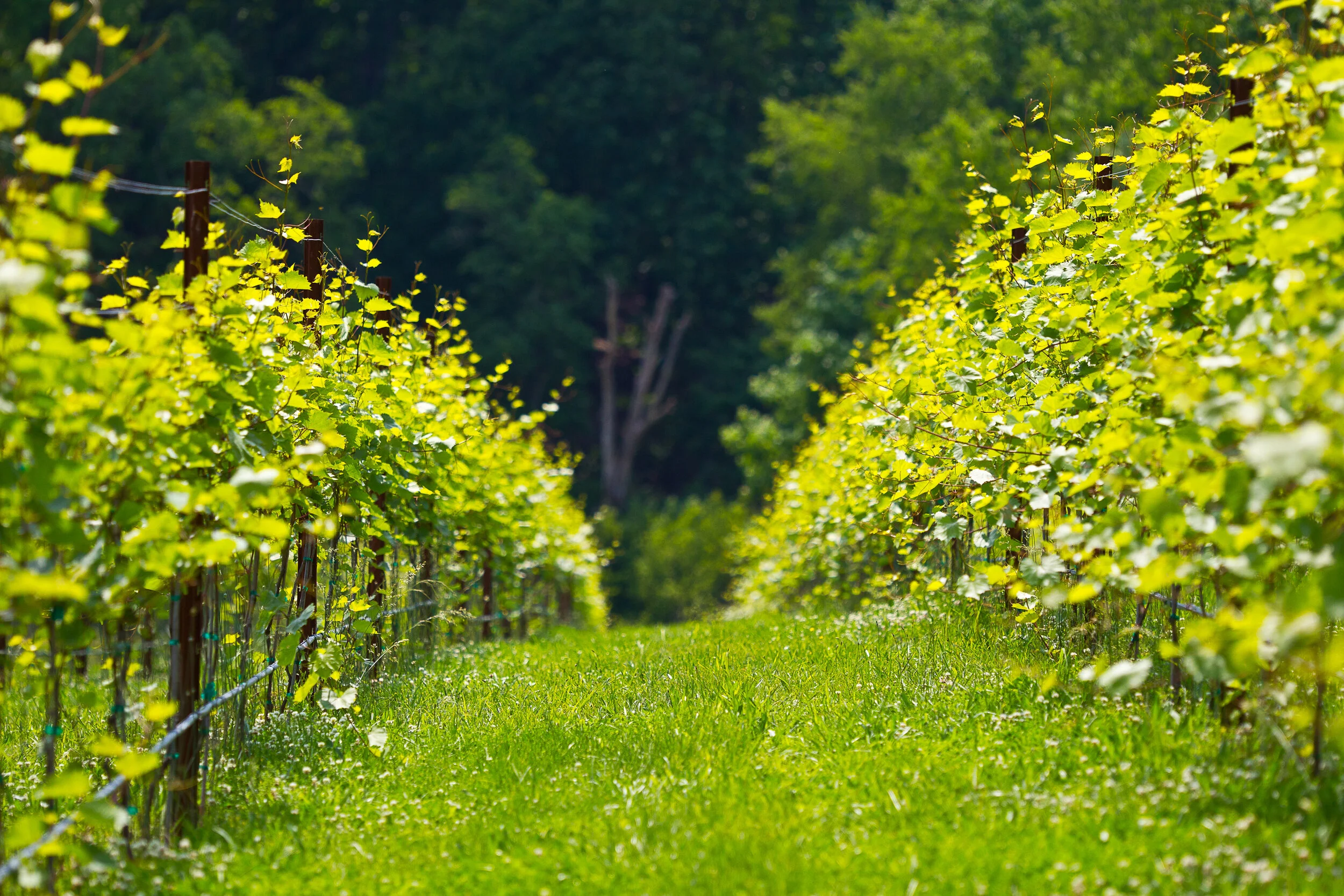Have you had a Wine Tour visiting Glass House Winery?