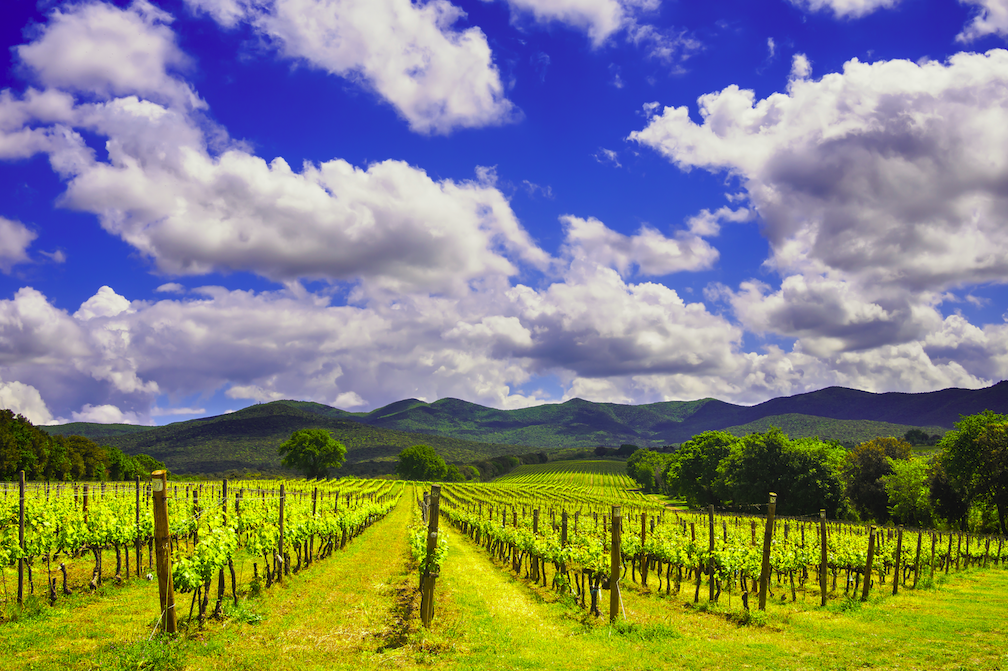The Ultimate Weekend Getaway for New Yorkers: Wine, Food, and Relaxation in Charlottesville, Virginia