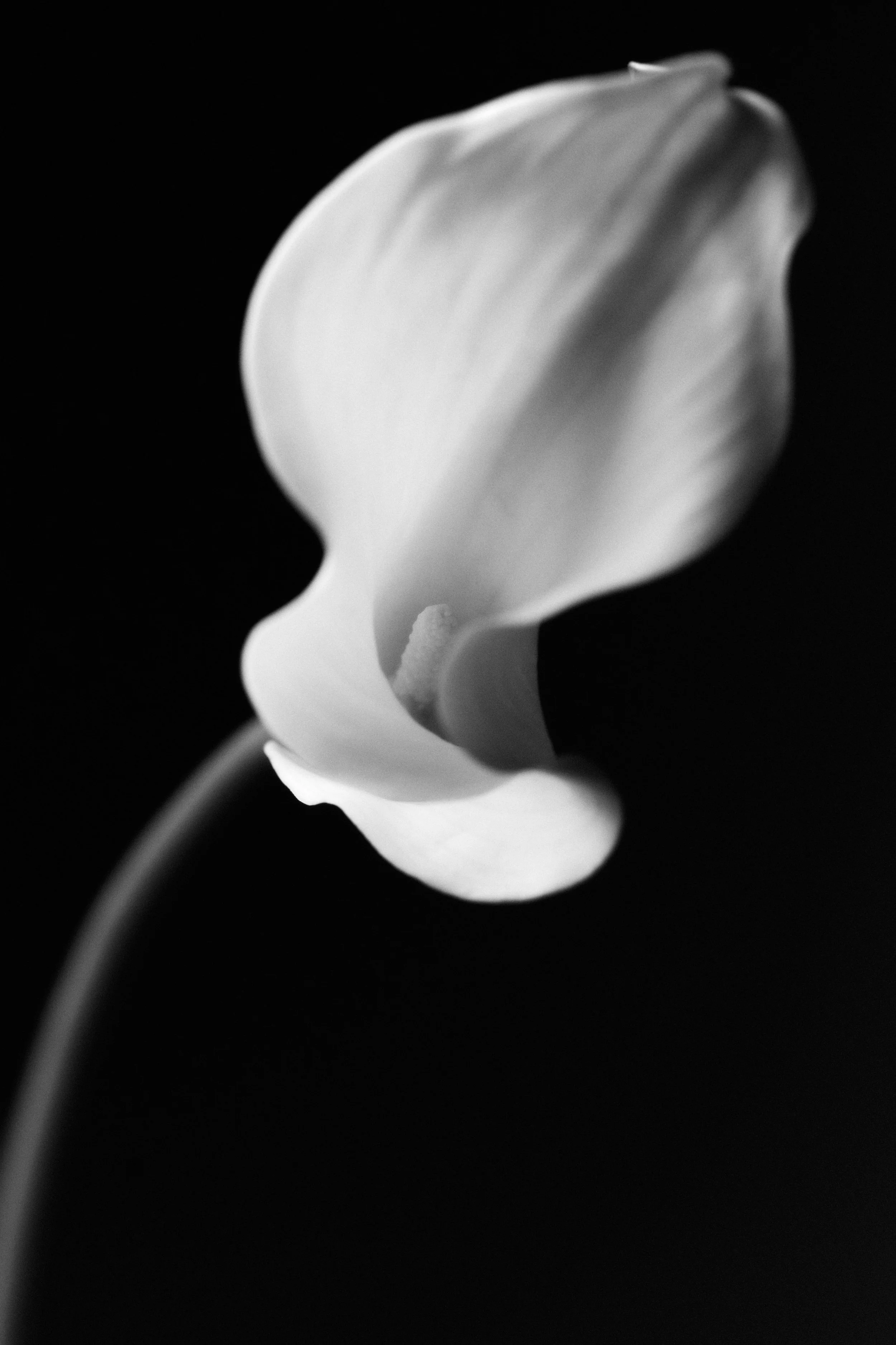 Jessica Ren Vaughan x Flowers.jpg