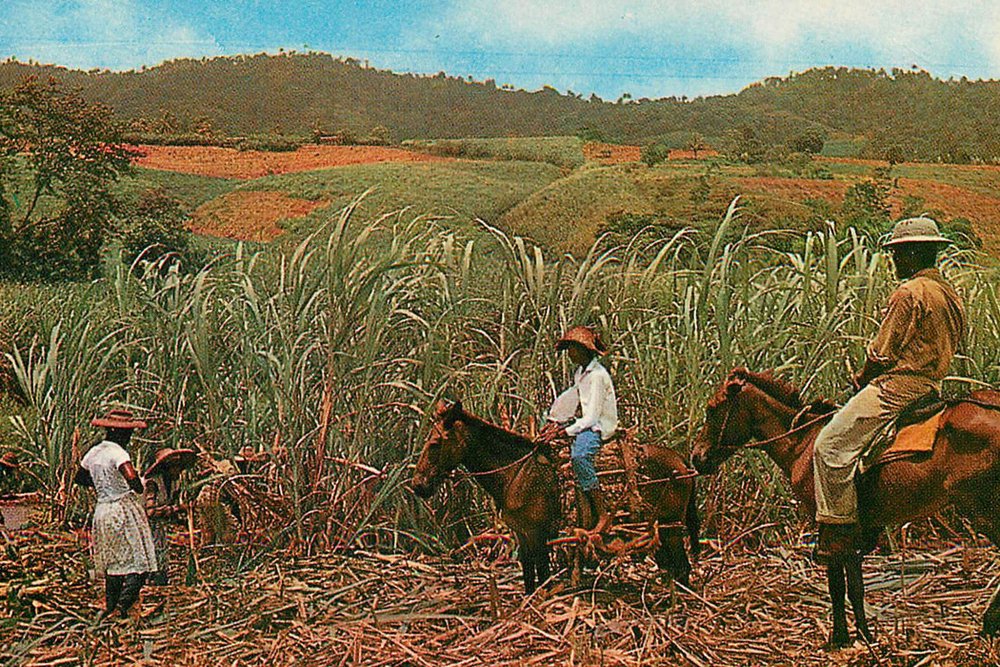 Harvesting sugarcane in Martinique 1959
