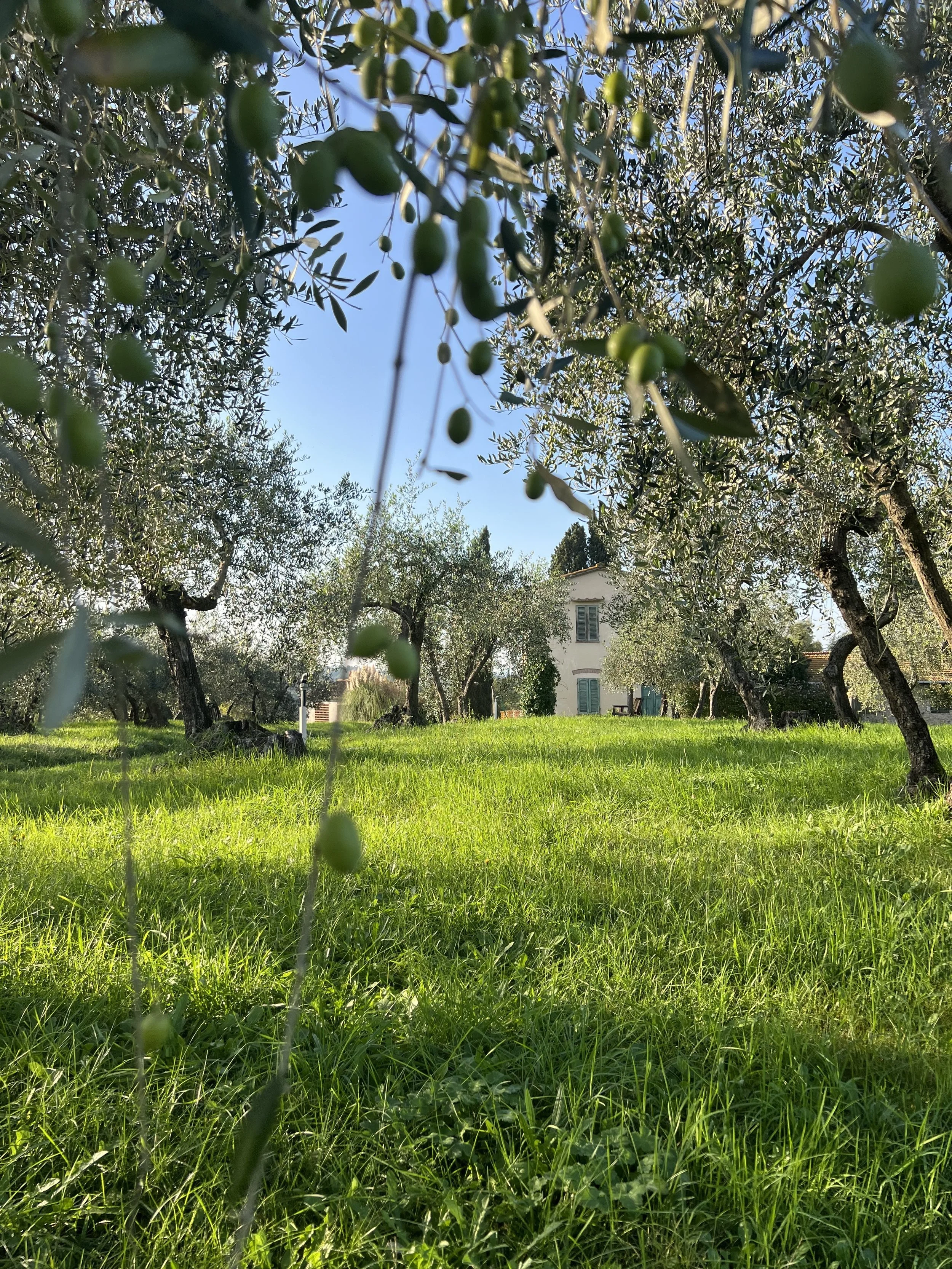 Haus durch OlivenHain oben.jpg