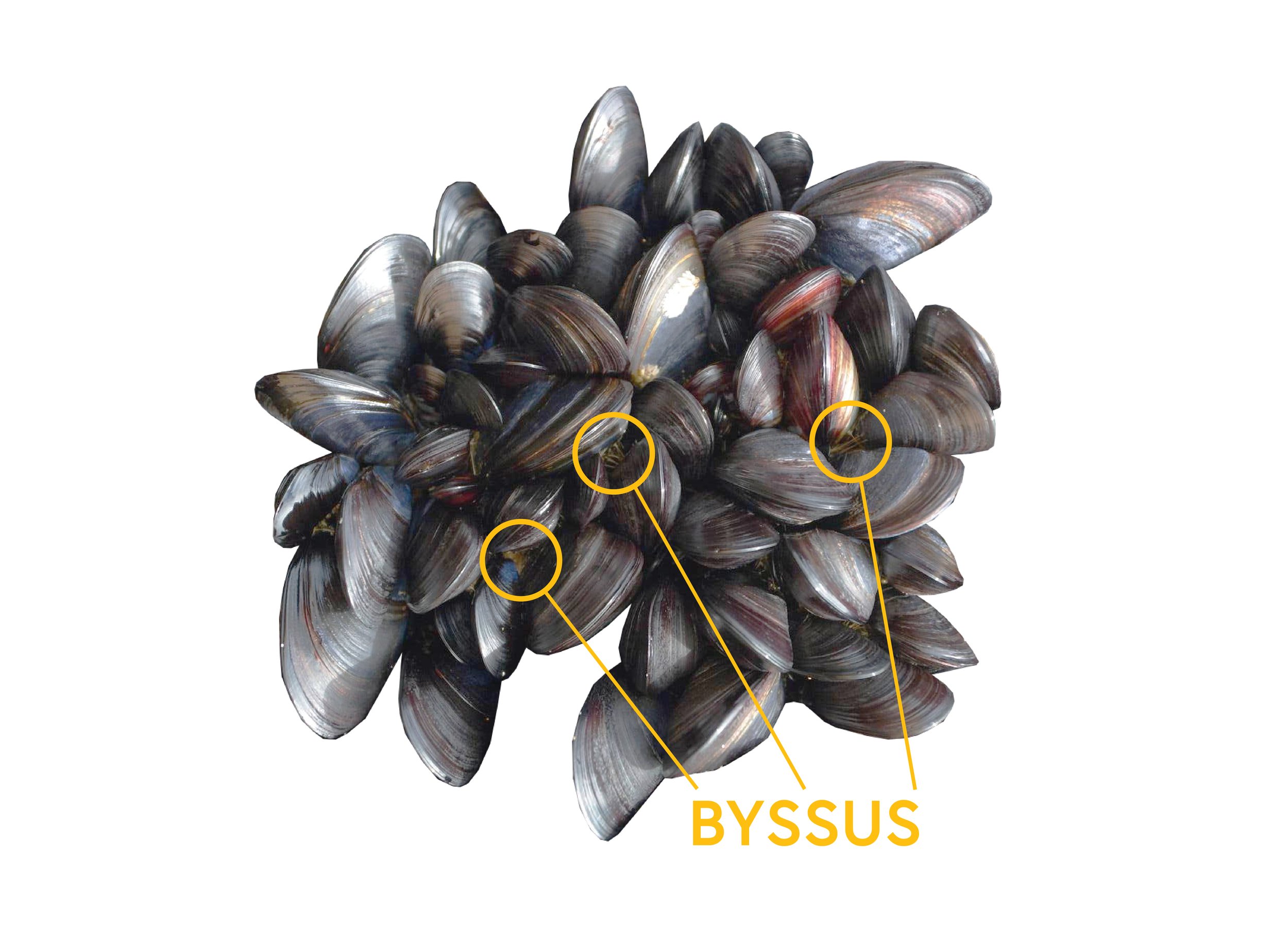 Byssus Mussel Indicator 00.jpg