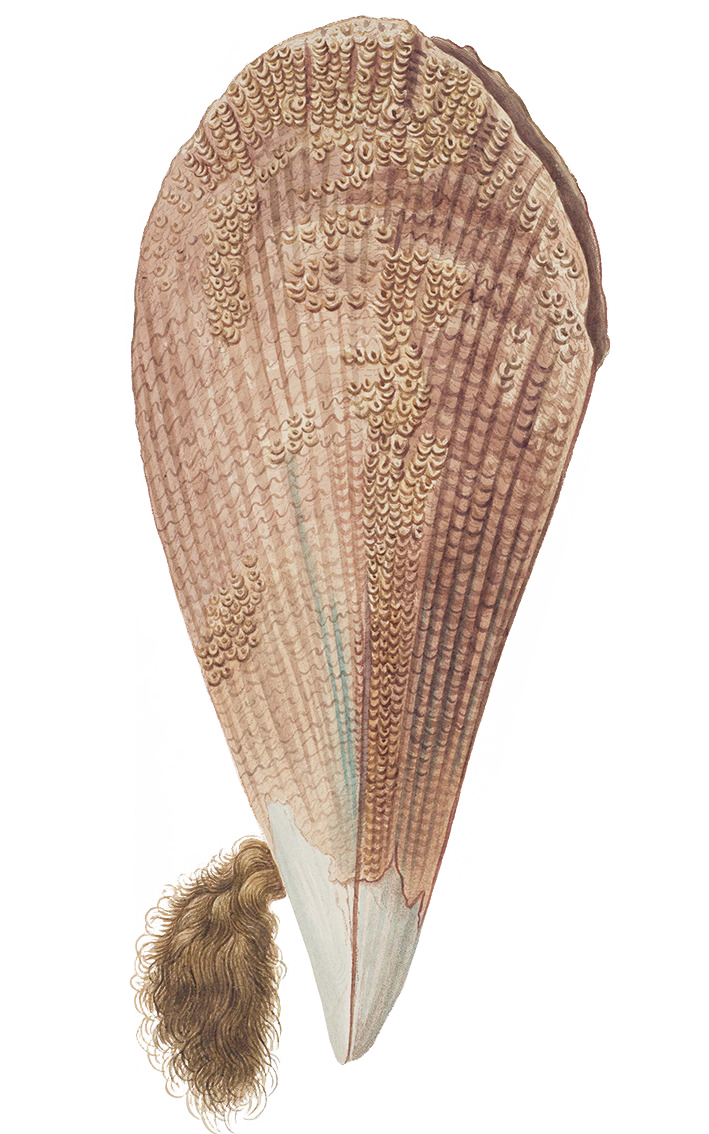 Sea Silk The Forgotten Art Of Textile LGB Express Sea Silk The Forgotten Art Of Textile LGB Express