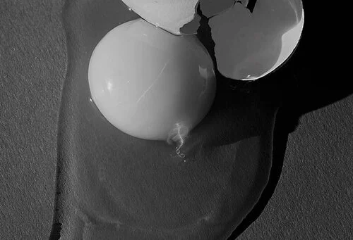 First-of-its-kind Agricultural Study Finds In Ovo Feeding of Nicotinamide Riboside Affects Poultry Broiler Pectoralis Major Muscle Development