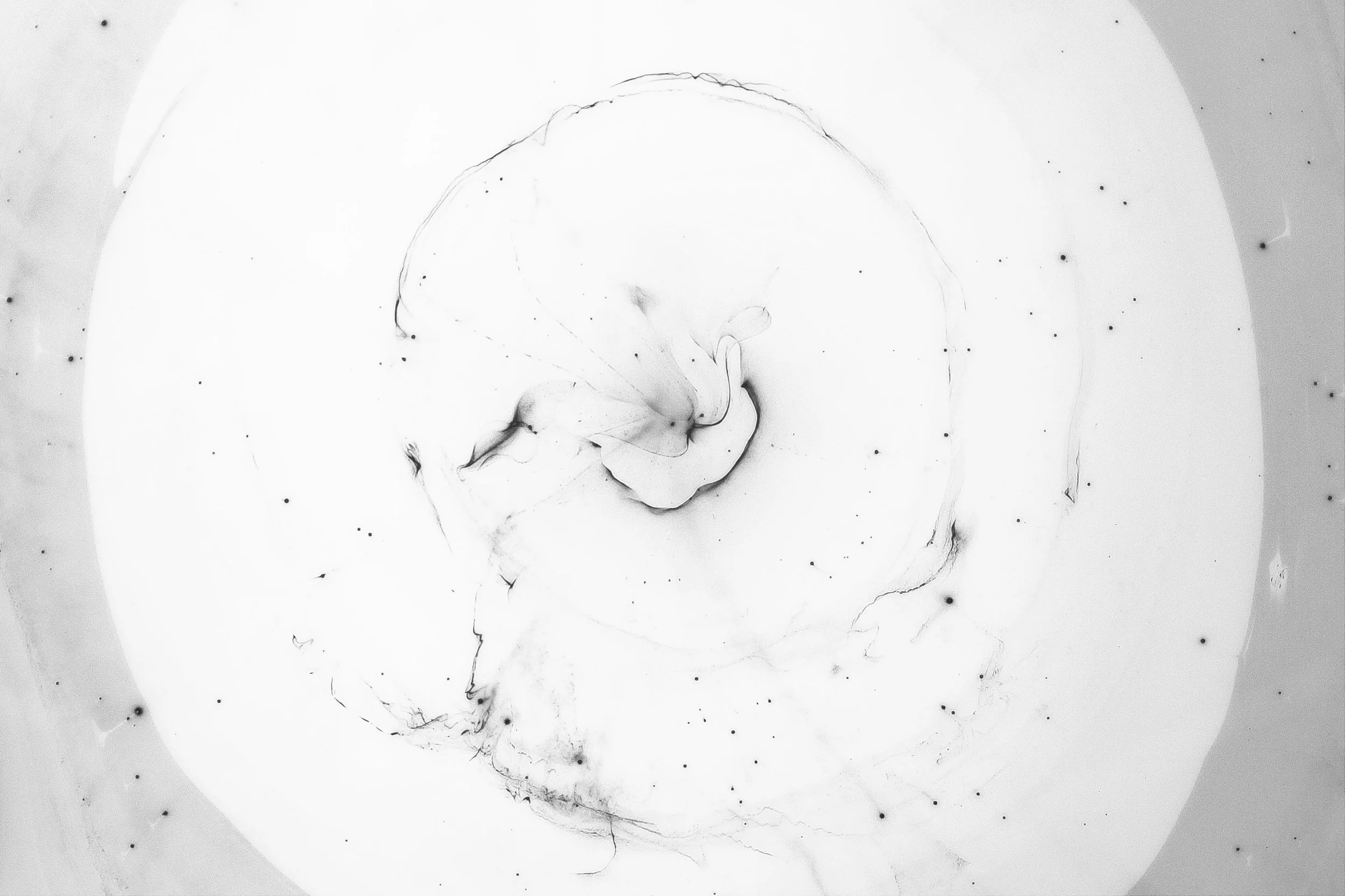 Boosting NAD+ blunts toll-like receptor-4 induced type-I interferon in control and systemic lupus erythematosus monocytes