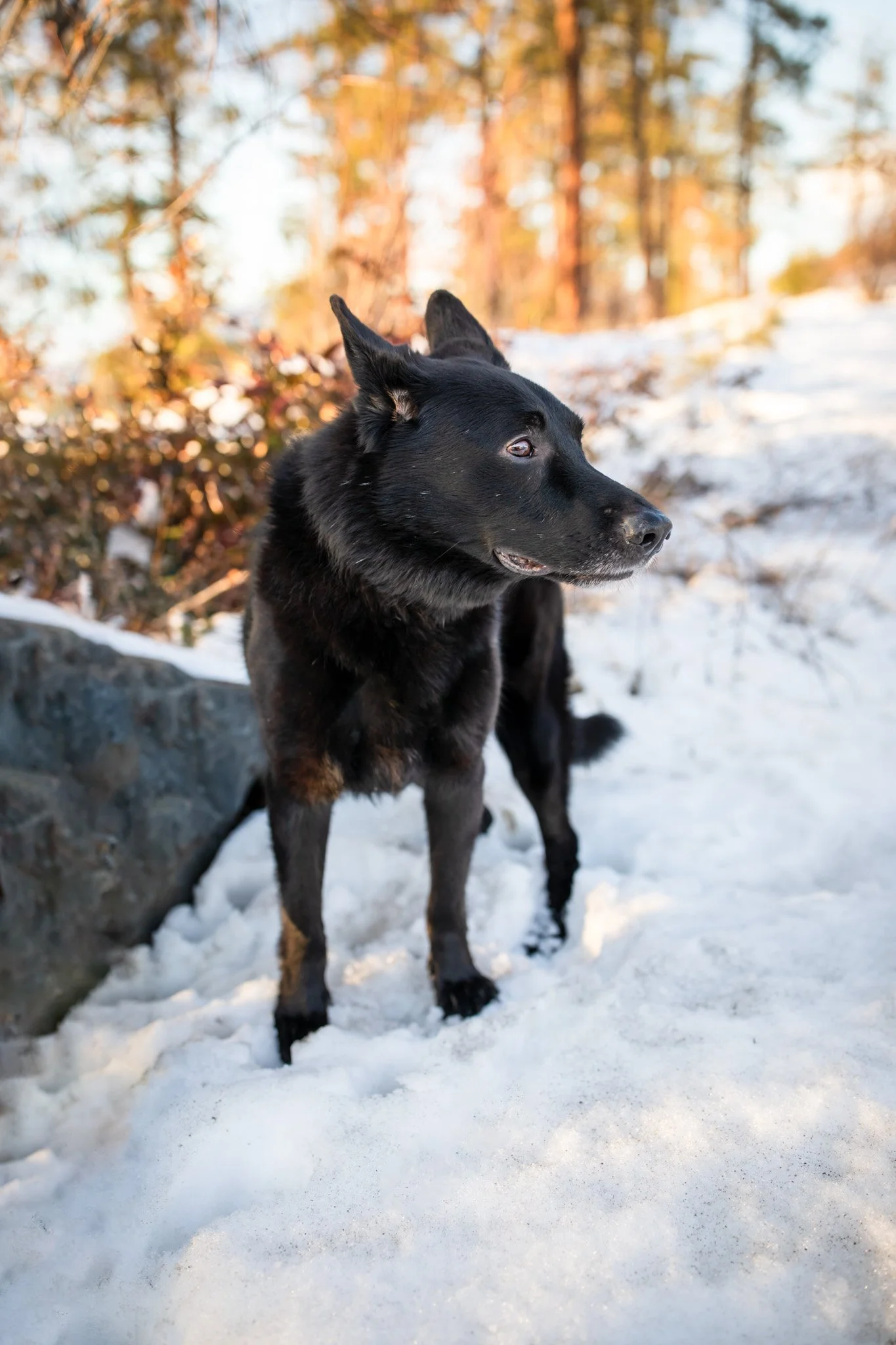 ErinBrodskyPhotography-Okanagan-Kelowna-Pet_Photographer-Dog-Park-Snow-Trees-Mountains-14.jpg