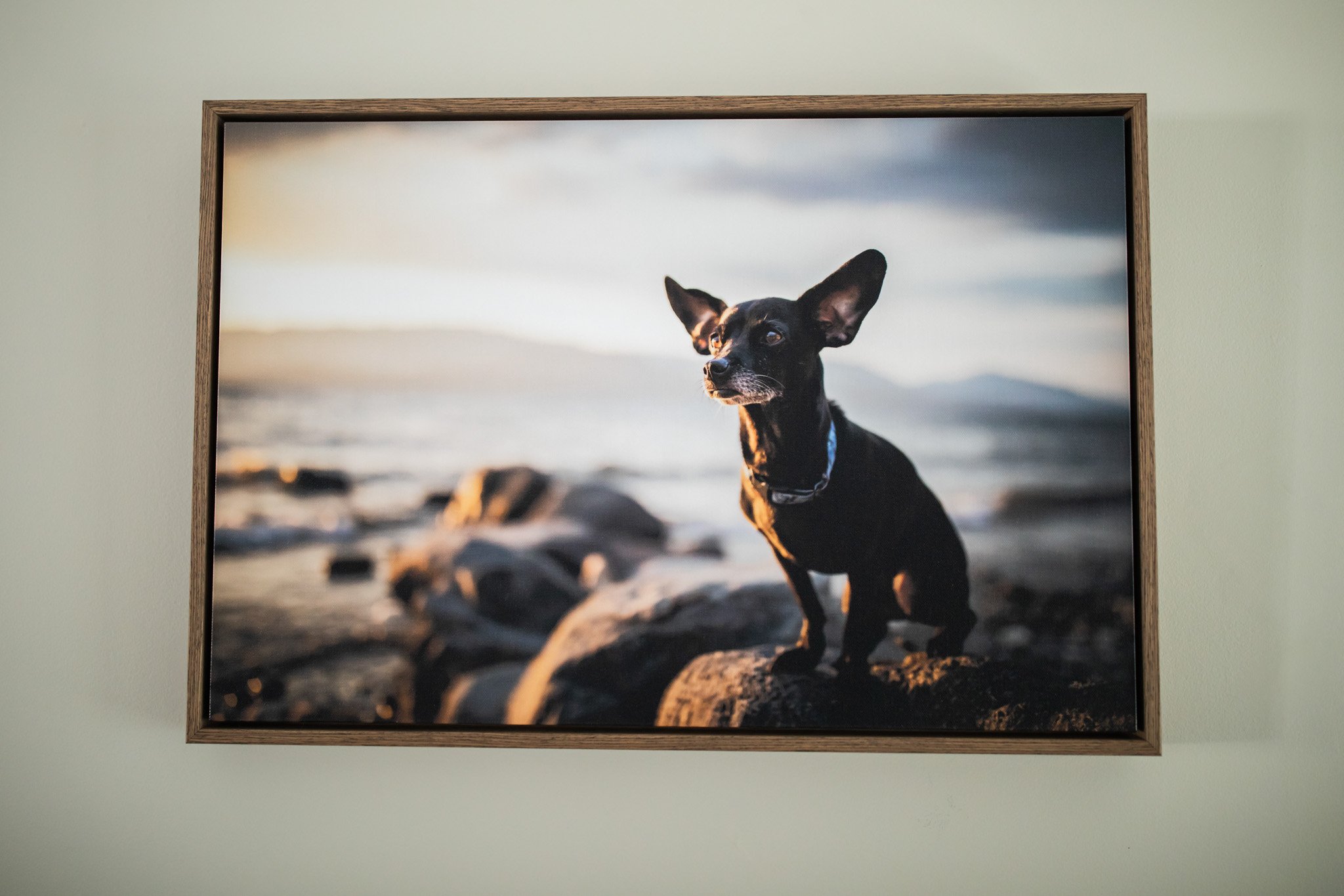 ErinBrodskyPhotography-Pet_Photography_Wall_Artwork-Canvas_Tray_Float_Frame.jpg