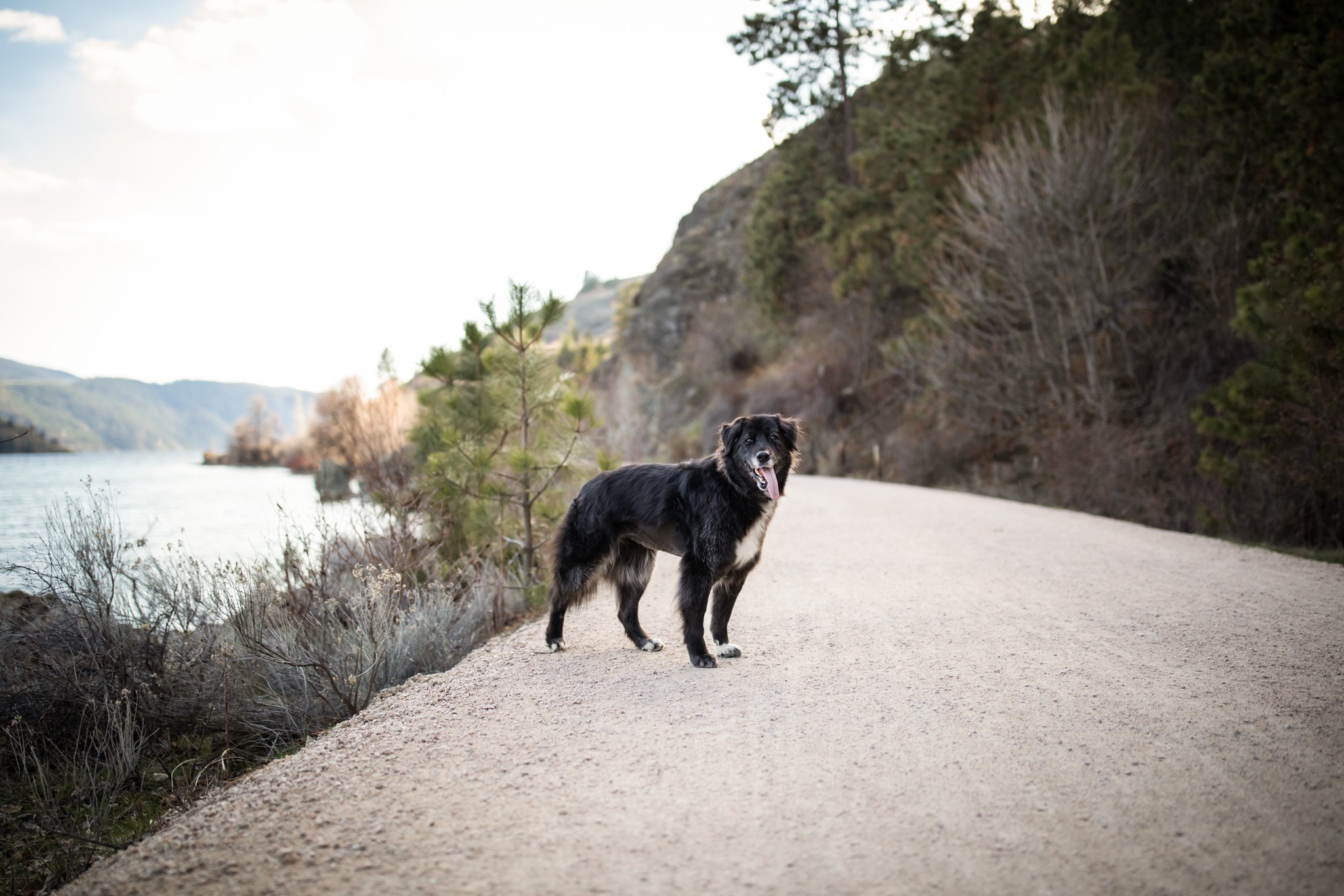 ErinBrodskyPhotography-Kelowna-Vernon-Okanagan-Lake_Country-Pet-Photographer-Dog-Trail.jpg
