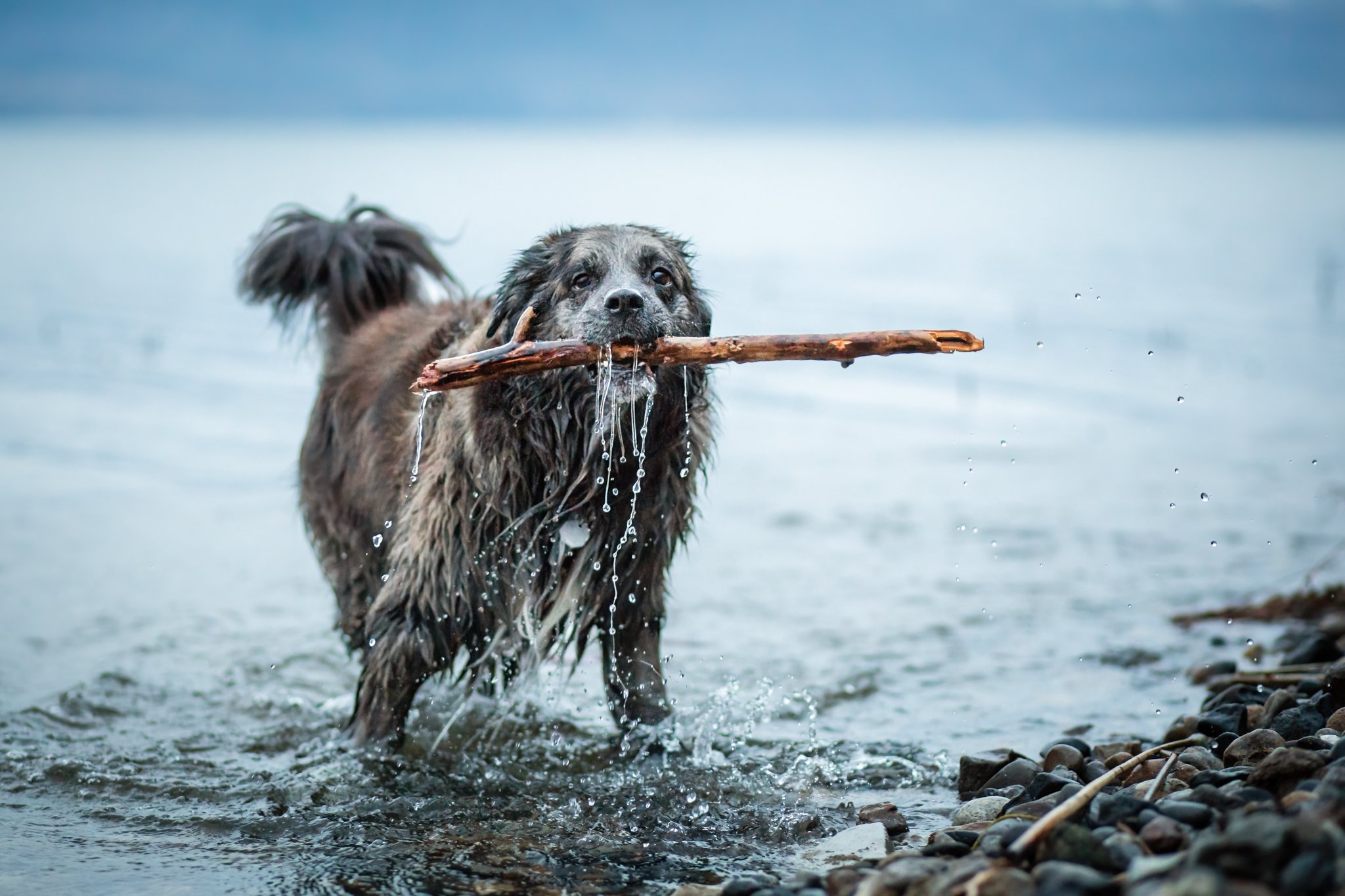 ErinBrodskyPhotography-Okanagan-Kelowna-Pet_Photographer-Dog-Beach-Lake-Stick.jpg