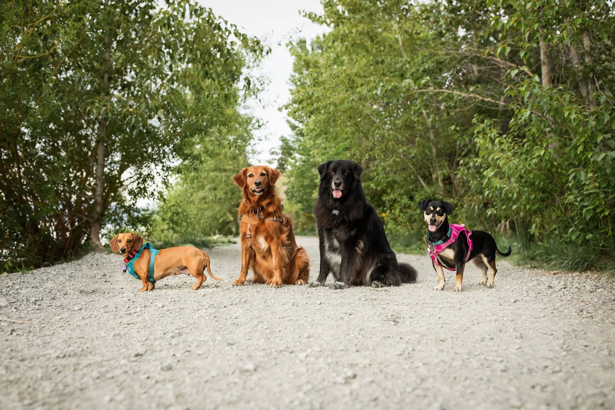 Dori, Maverick, Winston, and Harper