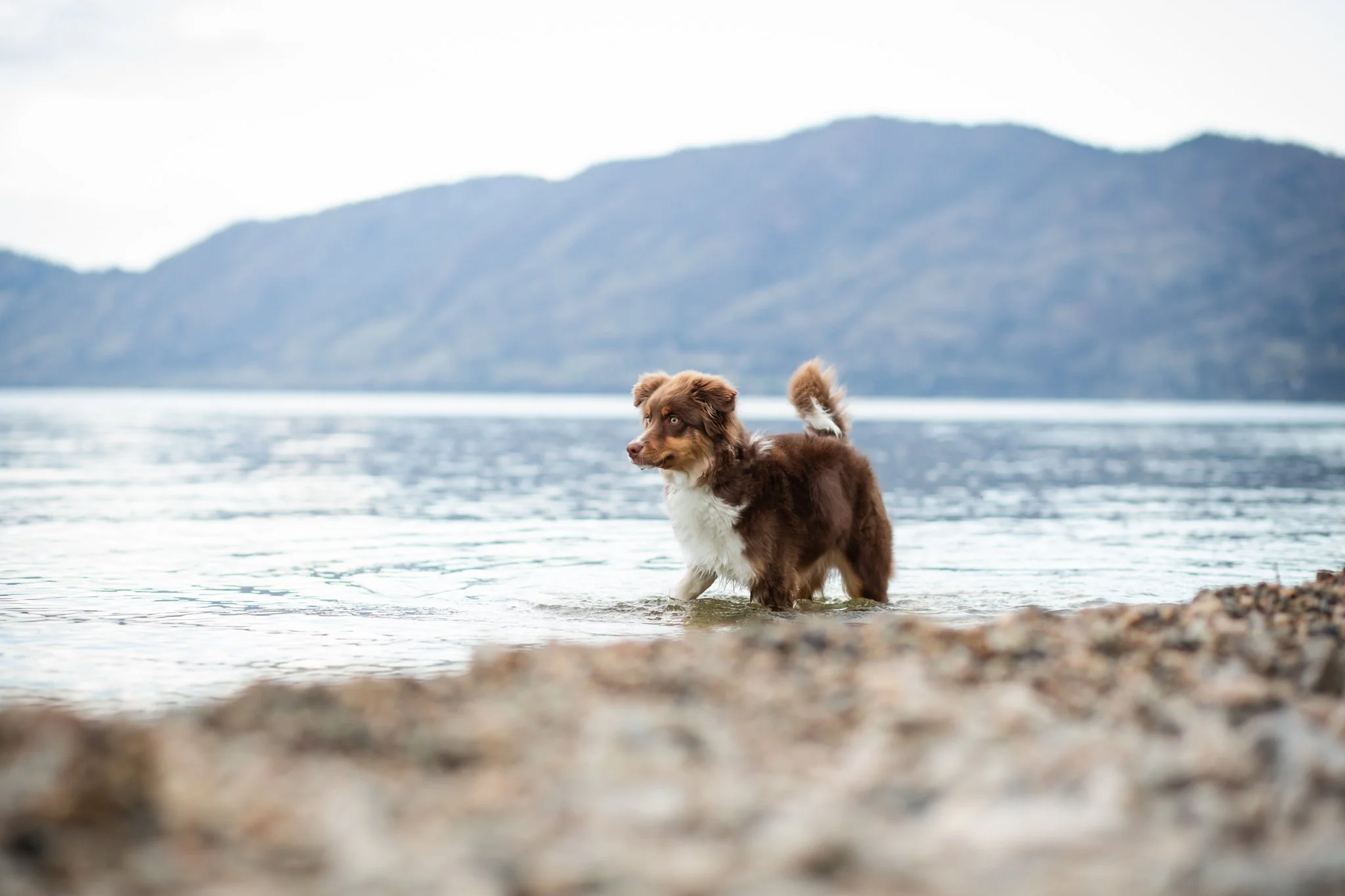 Sadie (Minature Australian Shepherd)