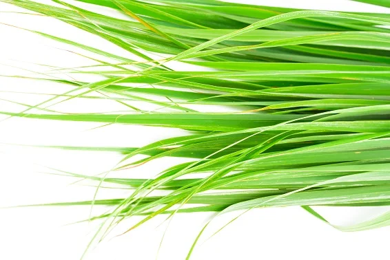 Citronela