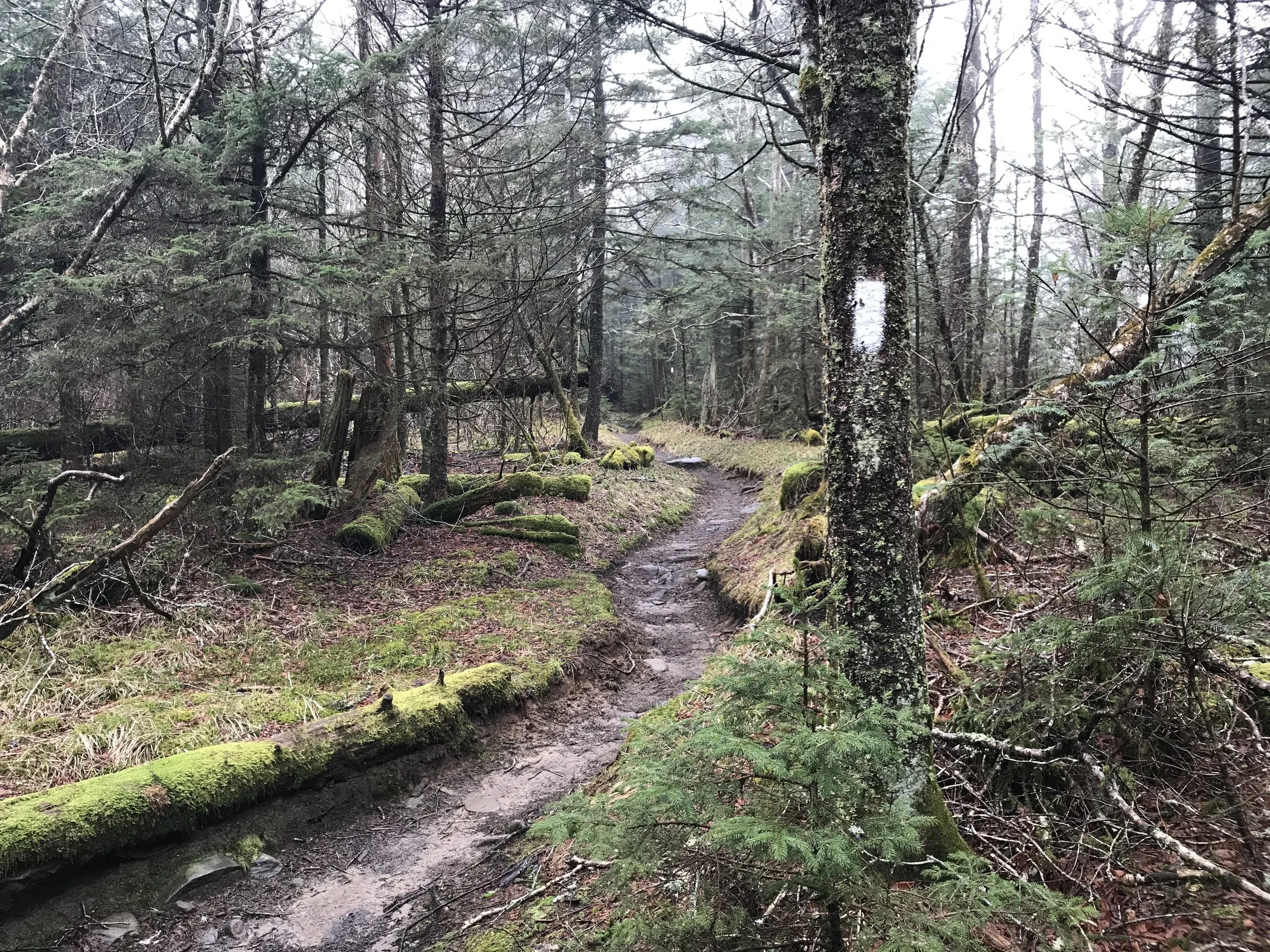 Appalachian Trail - Clingman’s Dome