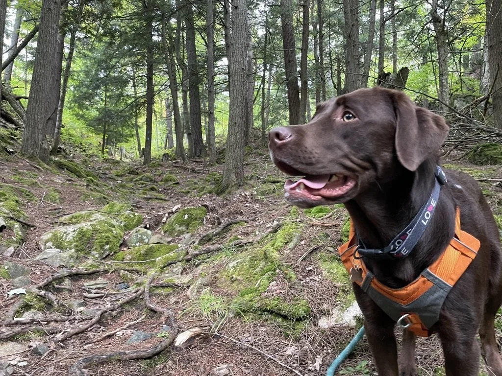 NCT Hike 100 Challenge with Kona - 2022