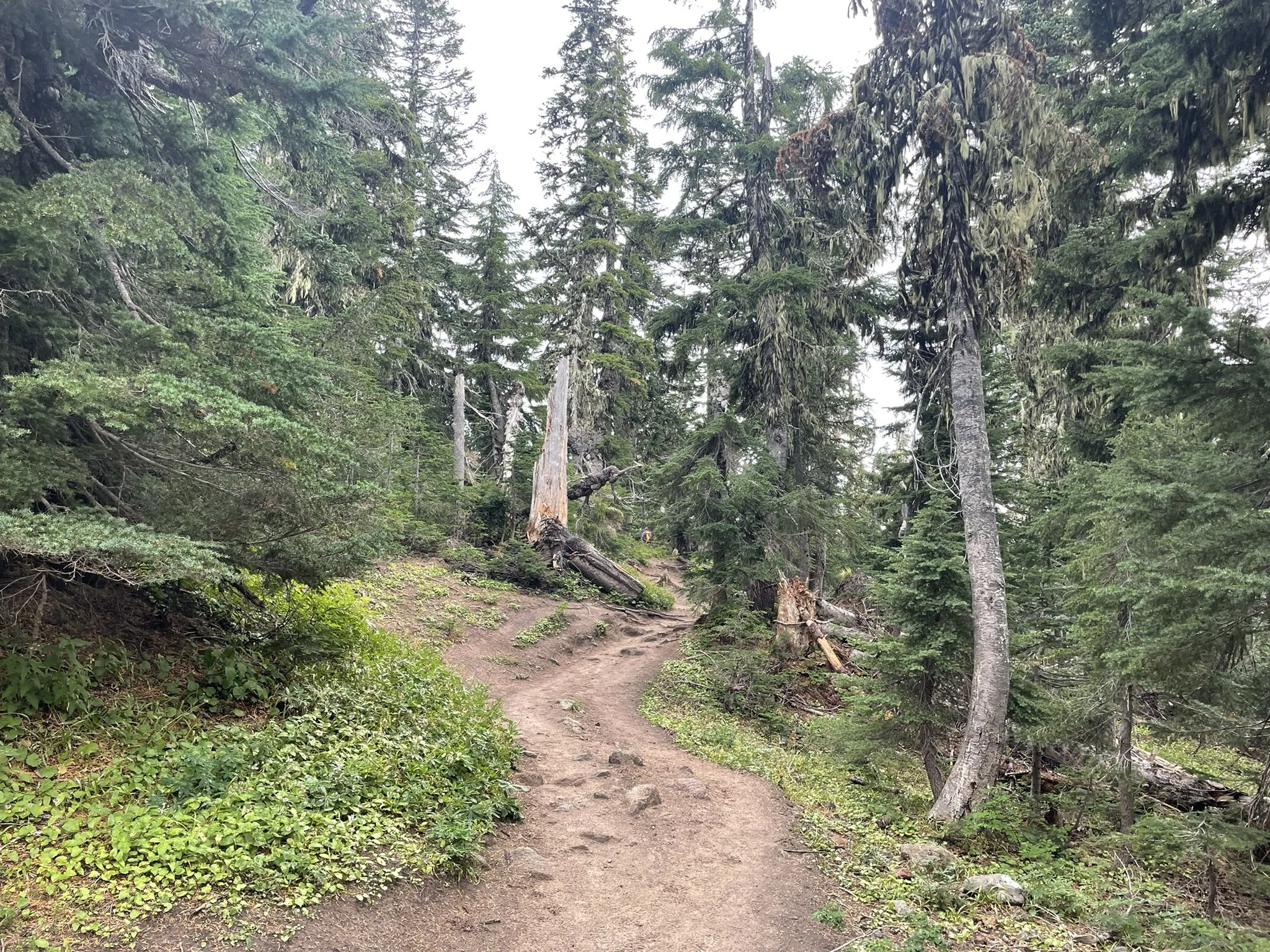 E4BC8524-F280-4974-A05C-0459B65BD2A9_1_102_o.jpeg