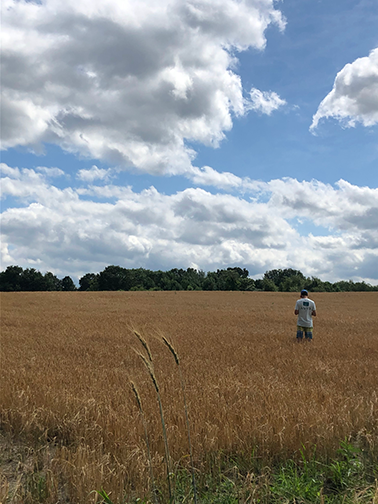 Wheat.png