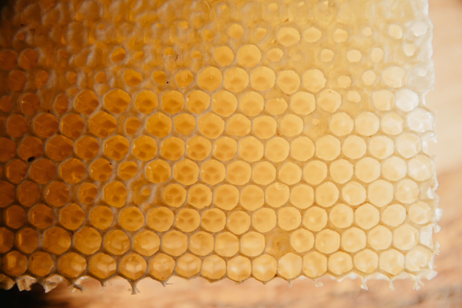 Buy Honeycomb in Bucks & Montgomery County, PA | Best Raw Honeycomb in PA |  Heirloom Acre Honey
