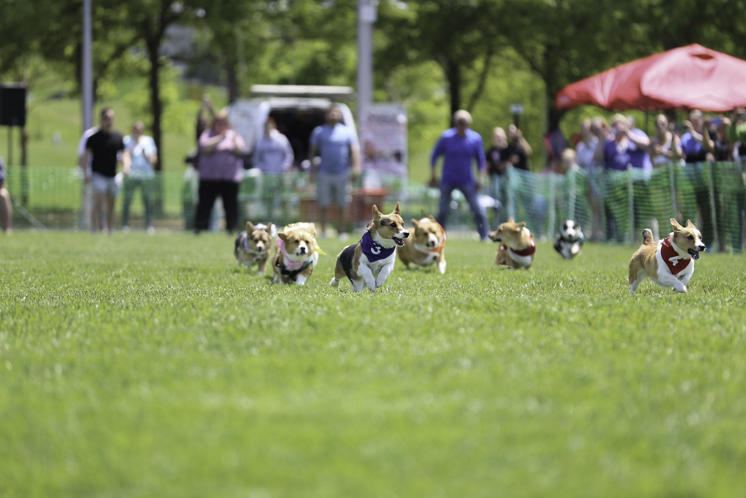 Corgi Race, College Night, 2-for-1 Drinks & More This Weekend - Des Moines  Buccaneers