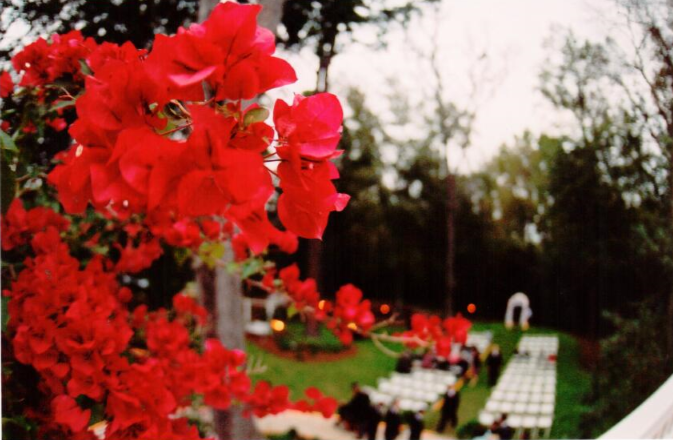 flower landscape.png