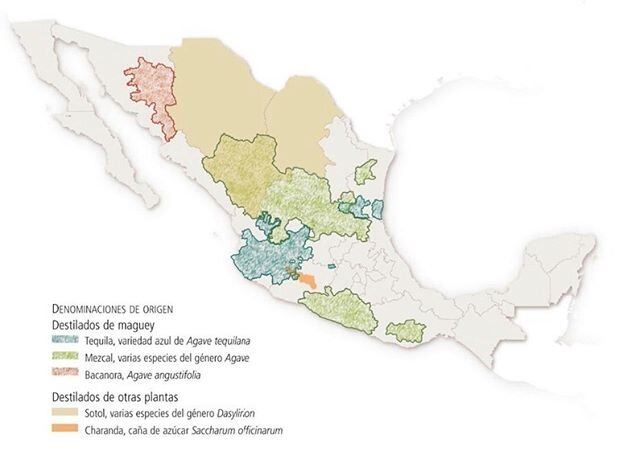 AGAVE, MEZCALES Y VARIEDAD

La principal fuente de informaci&oacute;n son los datos de mil 676 ejemplares de herbarios registrados en el Sistema Nacional de Informaci&oacute;n sobre Biodiversidad (SNIB), provenientes, en su mayor&iacute;a, del proyec