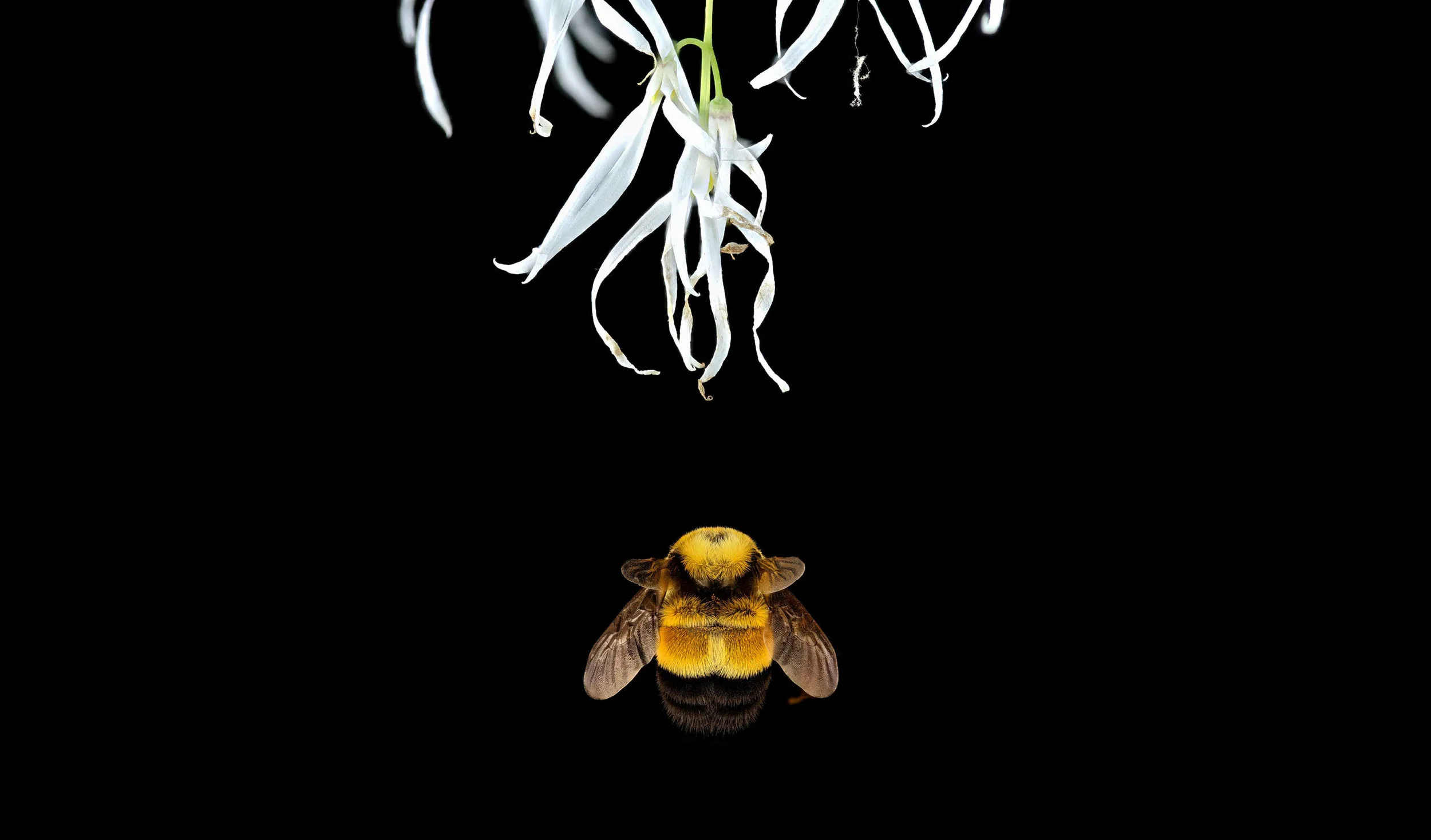 rusty-patched-flower_web.jpg