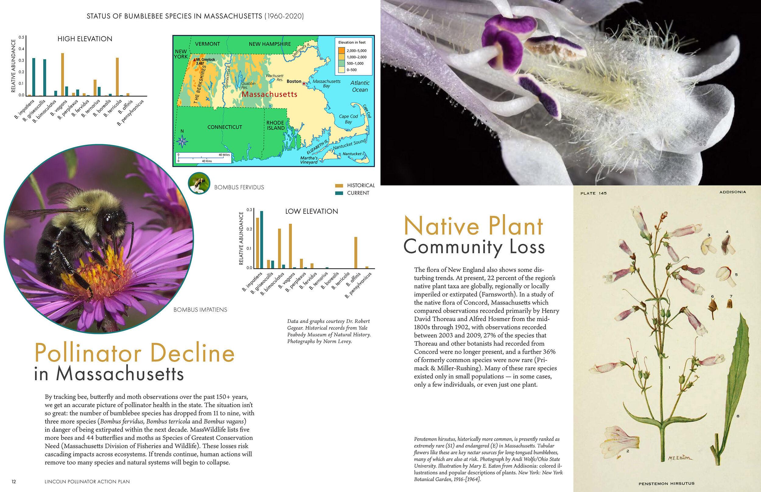 LandscapeInteractions_LincolnPollinatorActionPlan_wb_Page_12-13_sm.jpg