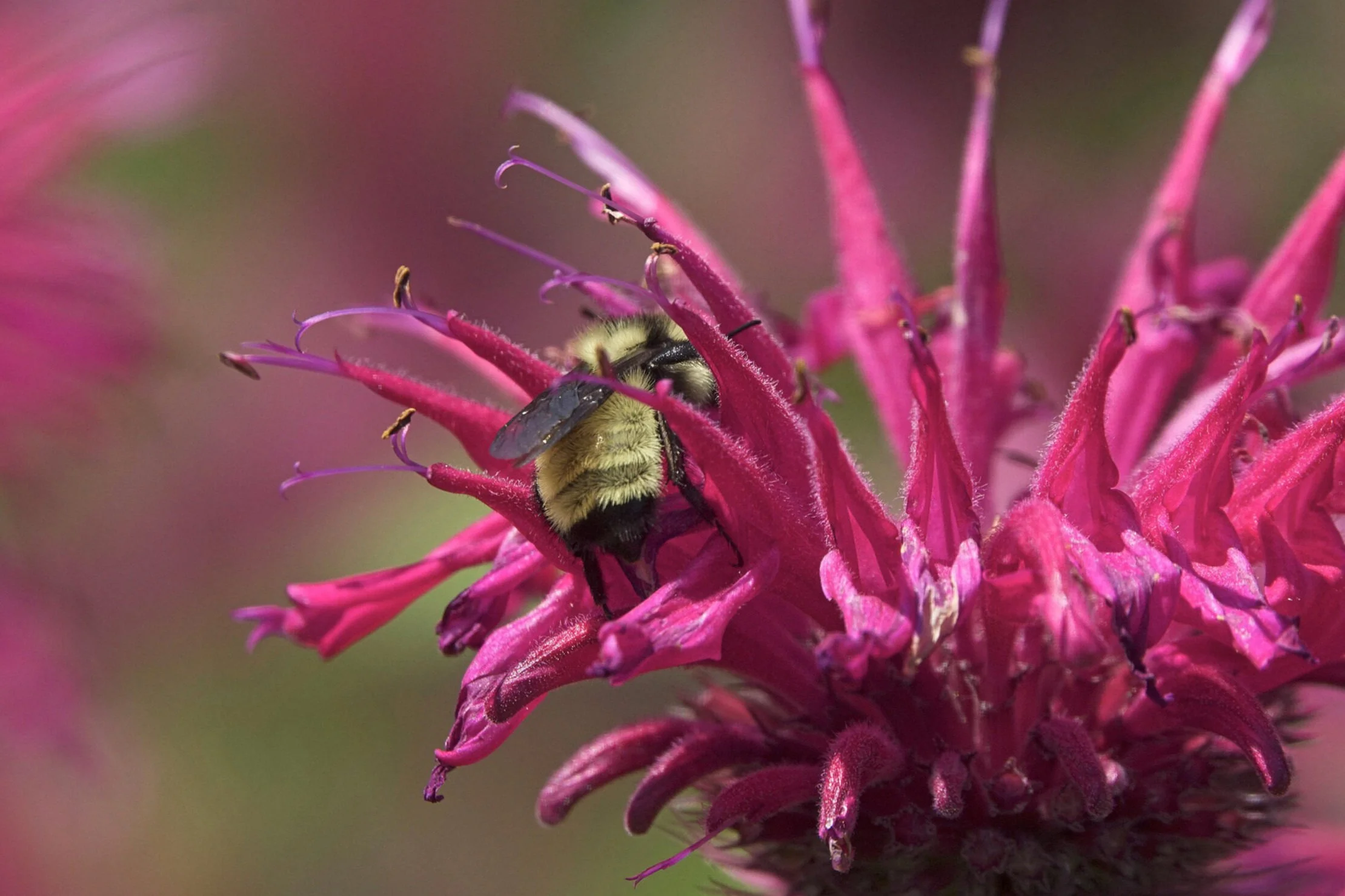 B%25252Bfervidus%25252BPFP%25252BMeadow%25252B07182020_01.jpg