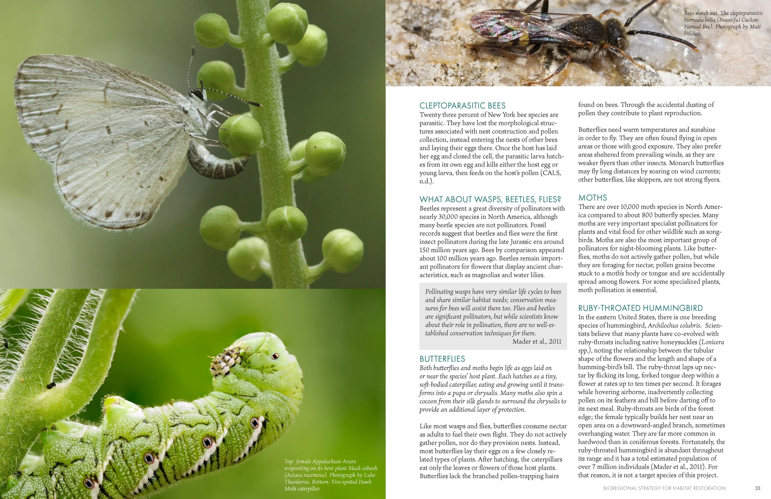LandscapeInteractions_PollinateNow_HQ_Page_018.jpg