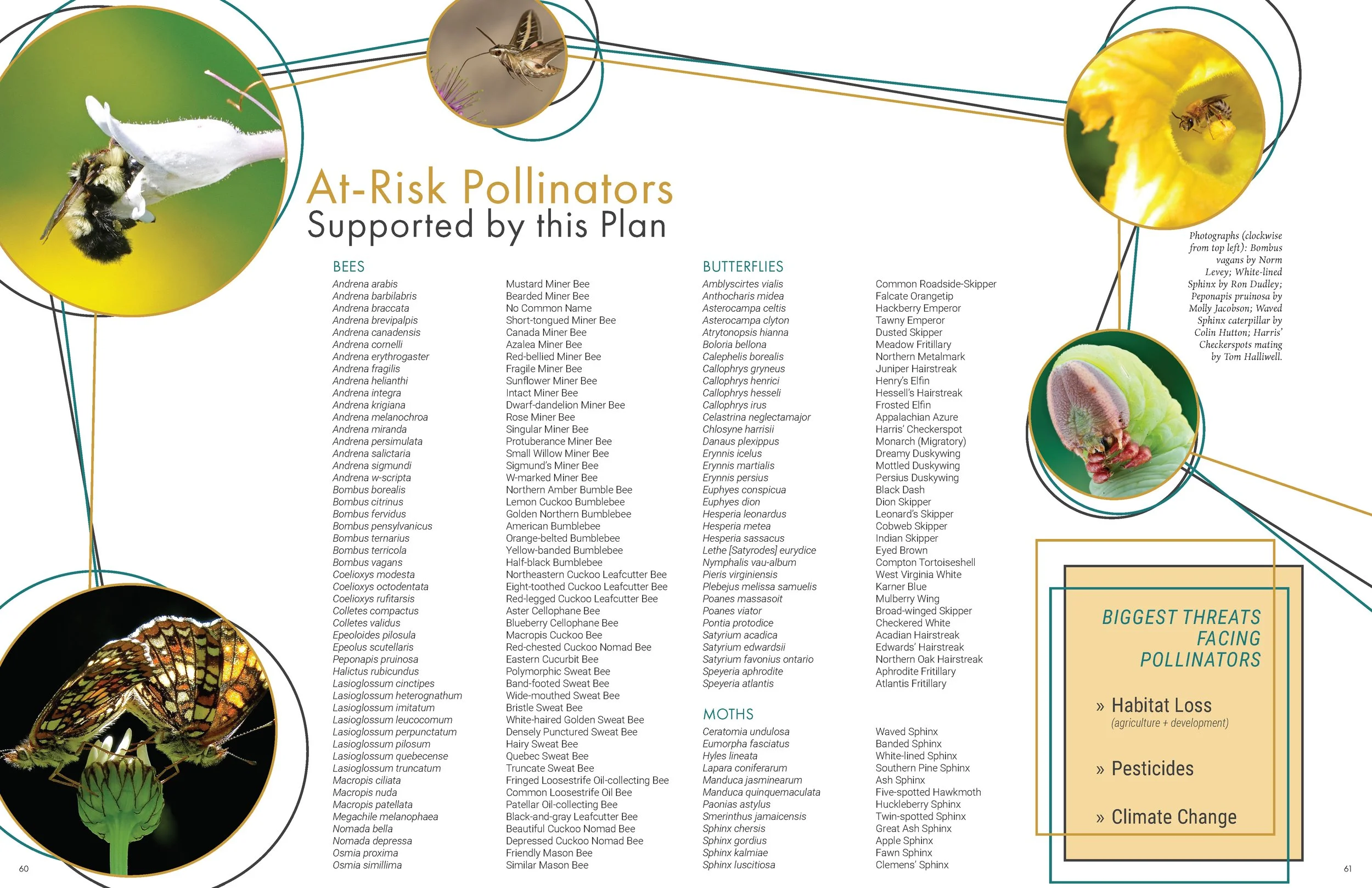 LandscapeInteractions_PollinateNow_HQ_Page_032.jpg