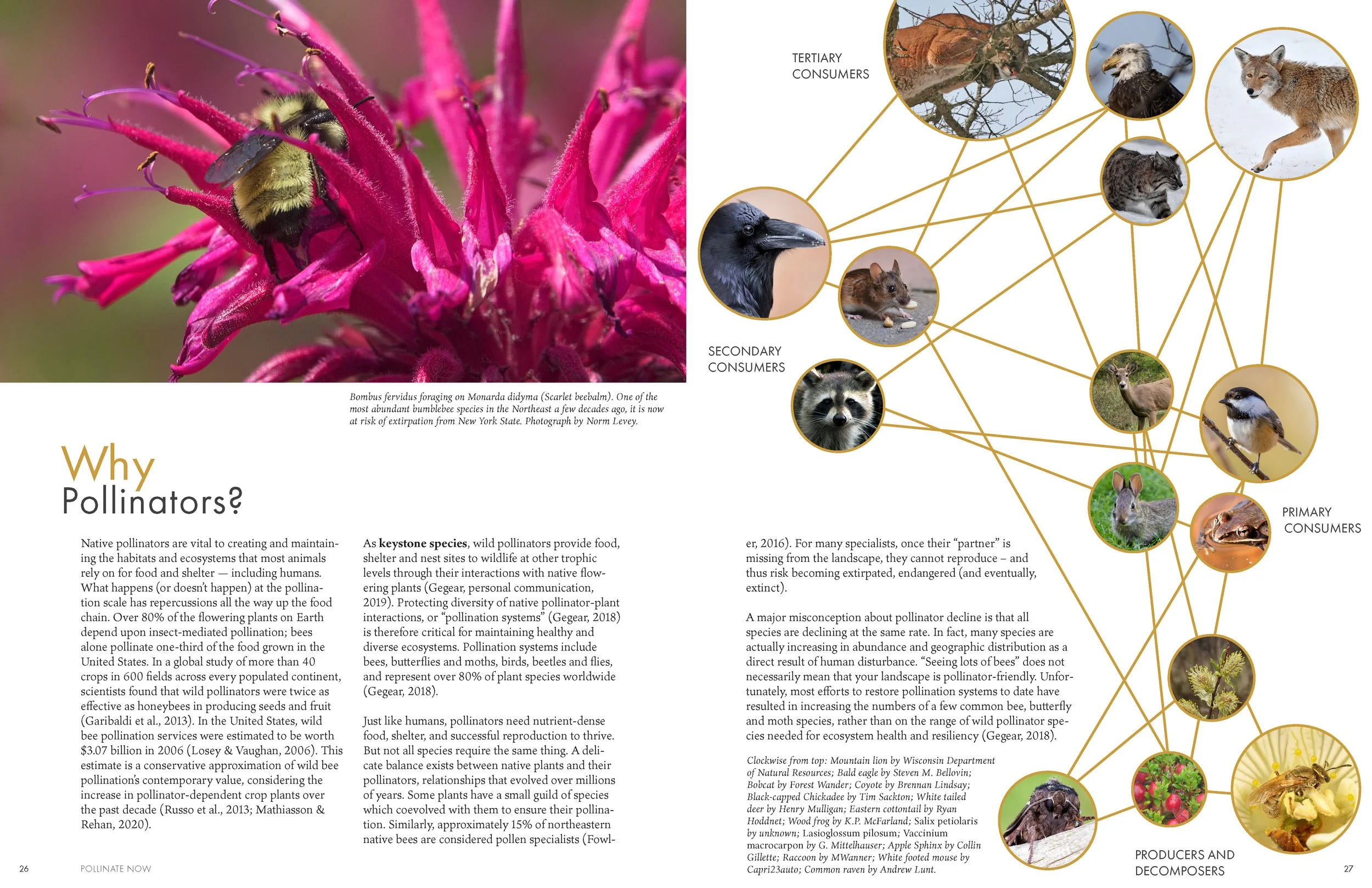 LandscapeInteractions_PollinateNow_HQ_Page_015.jpg