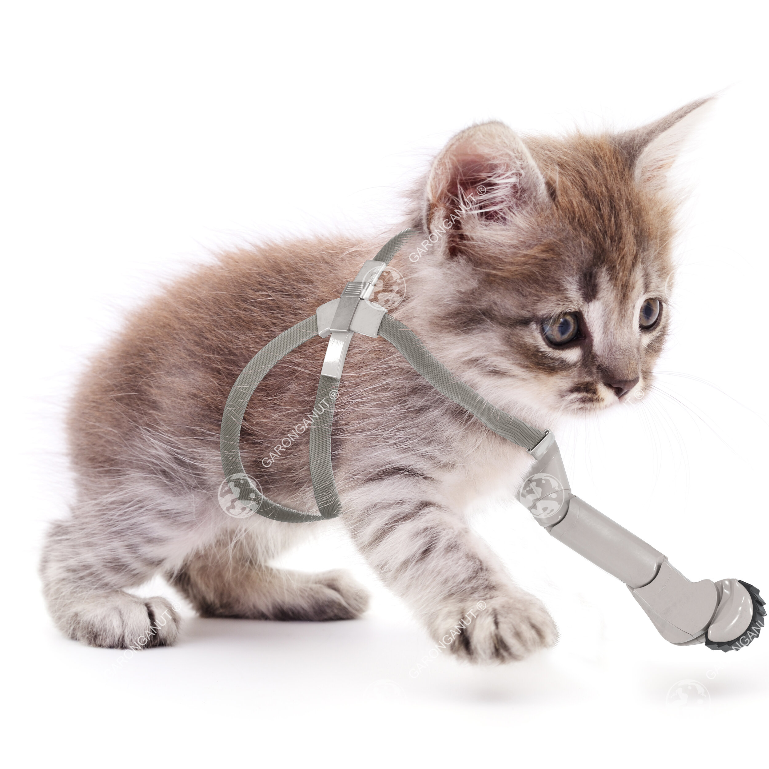 Cat with Prosthetic Leg😜#1