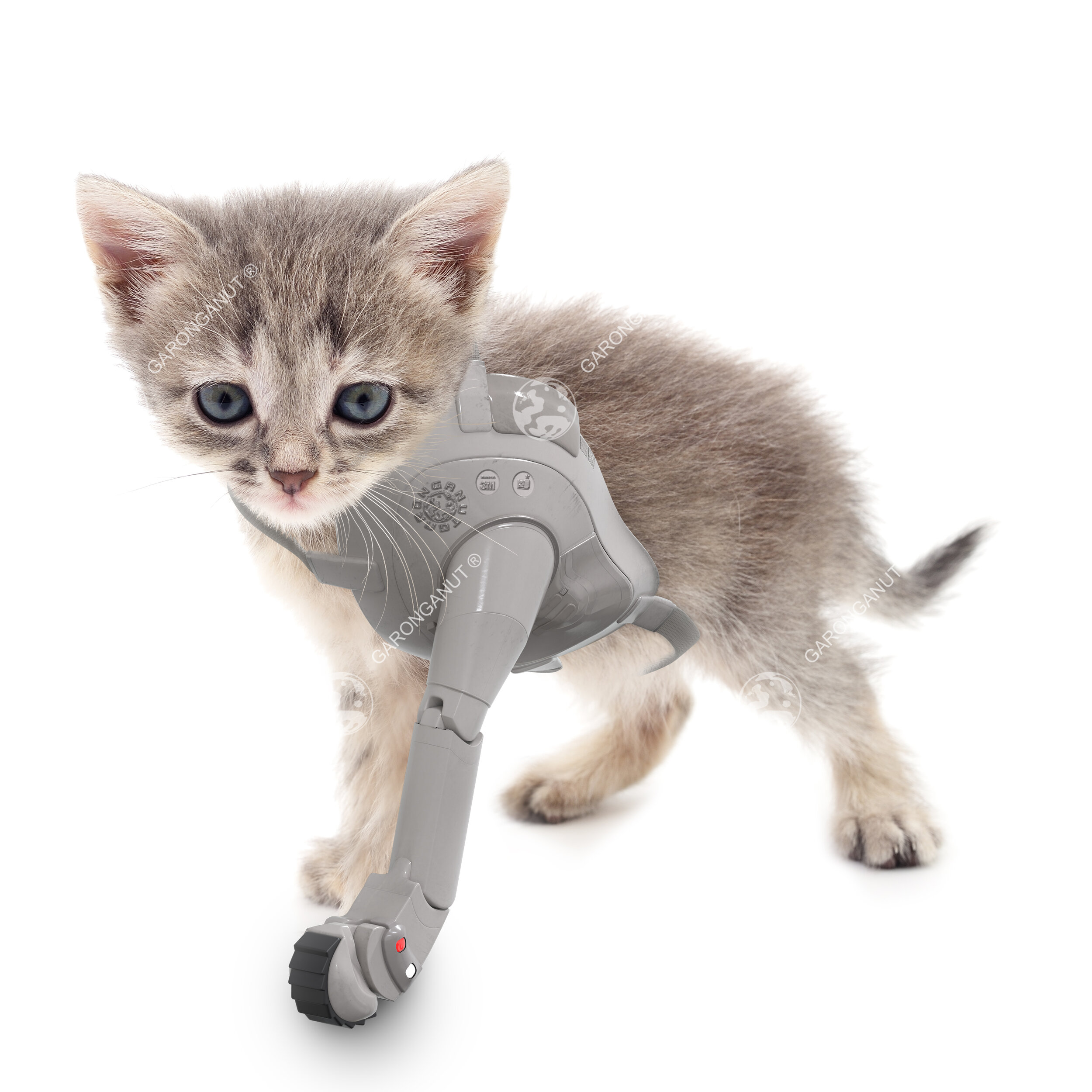 Cat with Prosthetic Leg😜#2