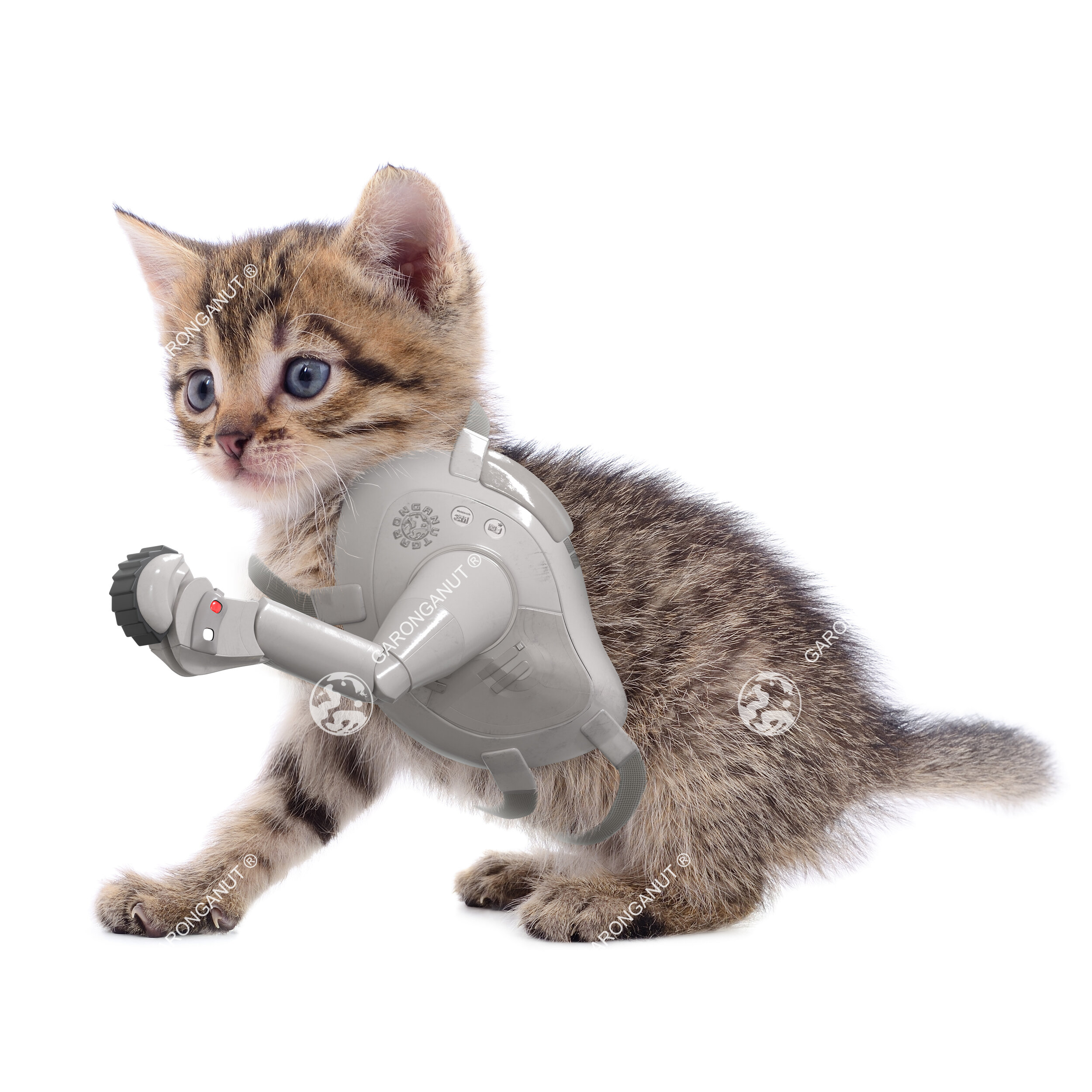 Cat with Prosthetic Leg😜#3