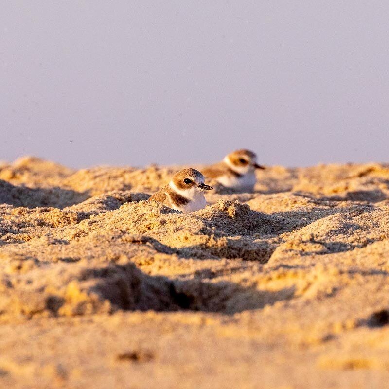 Adult snowy plovers rest in the sand of the Carmel River Beach in Carmel, California. This is the area where the Carmel River meets the sea. The Carmel River mouth and its rich ecosystems provide home for about 350 bird species, including the endange