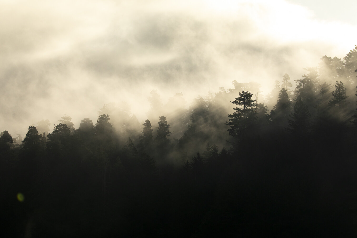 redwoods_fog_california.jpg