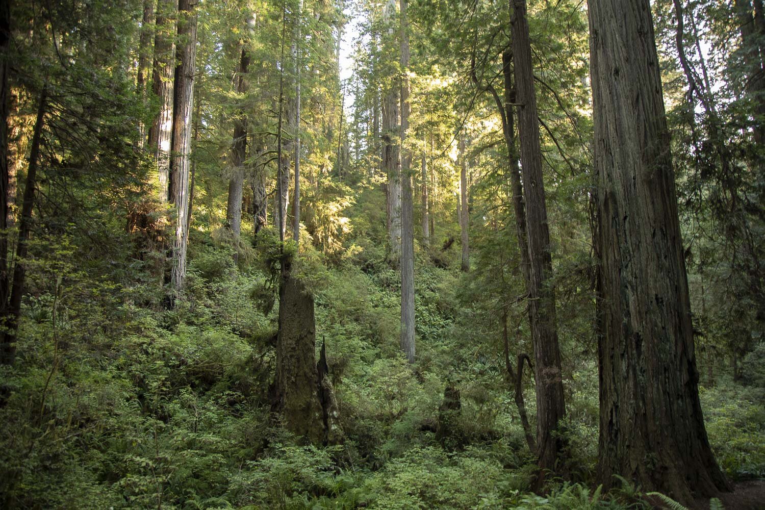 redwoods_california.jpg