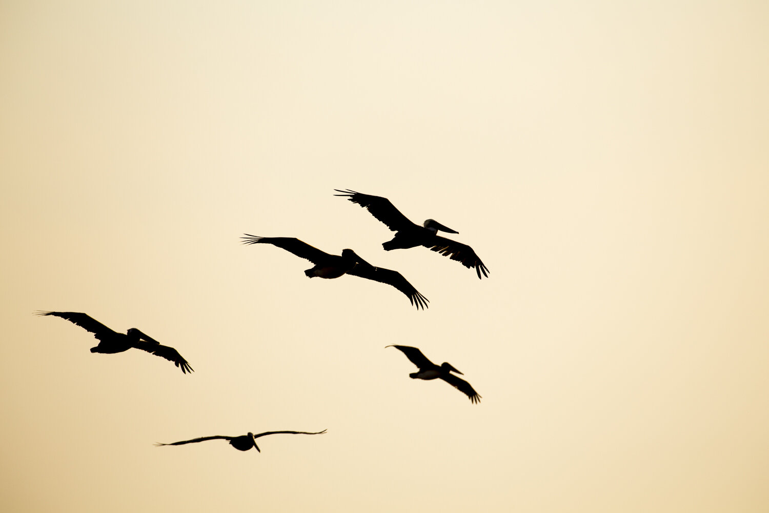 pelicans_flying_in_the_sunset_sky.jpg