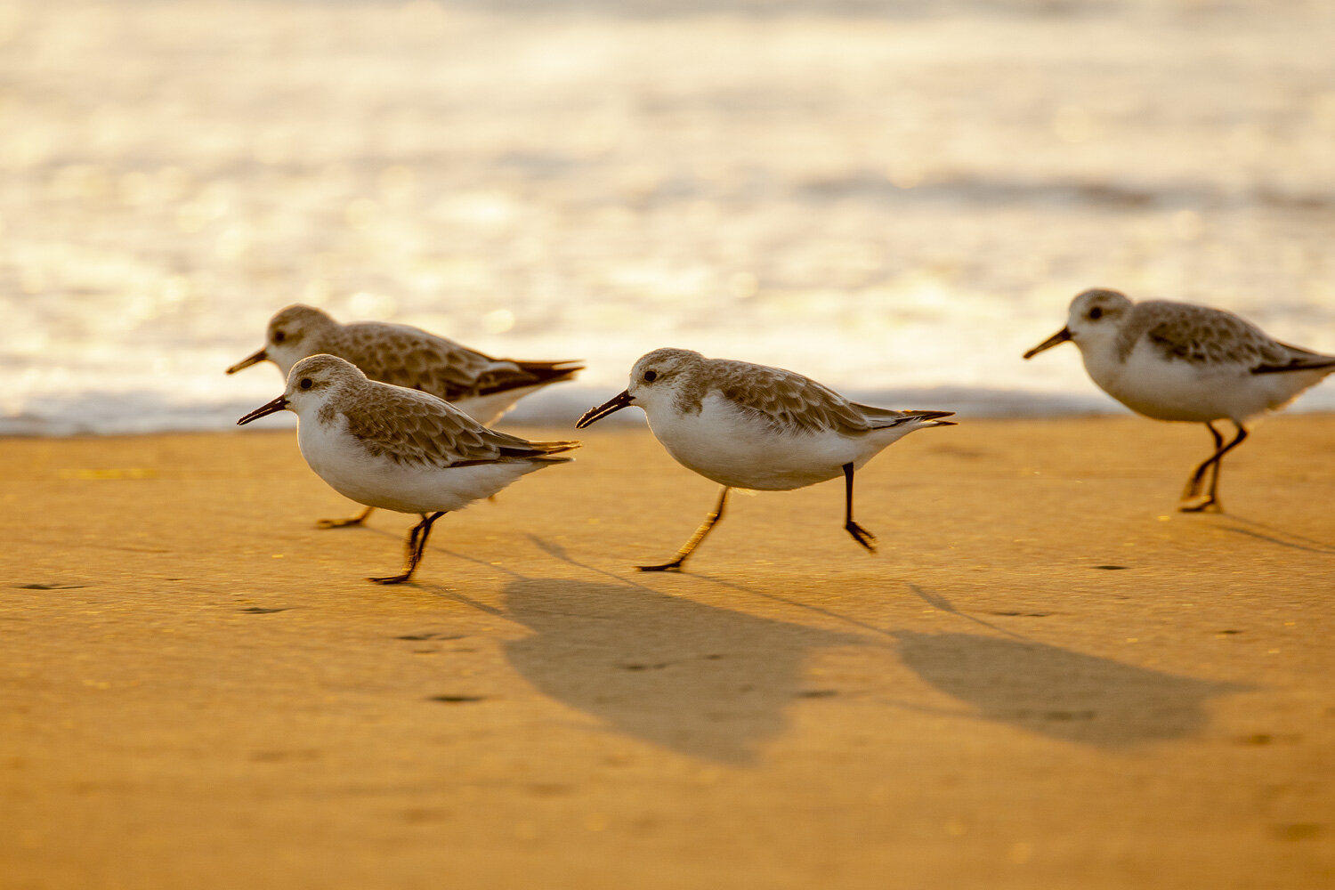 sanderlings_running_beach.jpg
