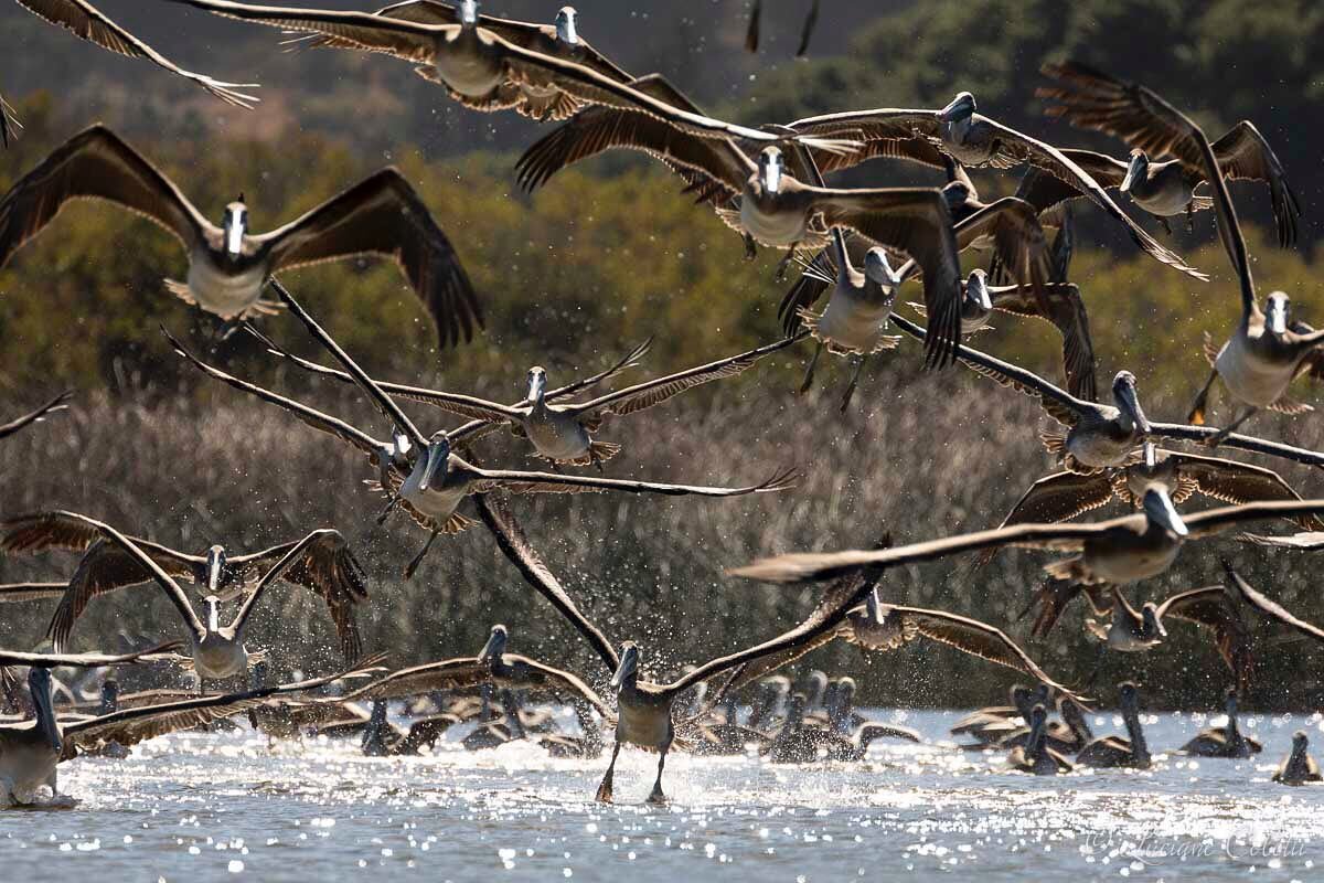 Pelicans fishing and bathing in the Carmel River Lagoon. This is the area where the Carmel River meets the sea in Carmel, CA. To learn about the area and the inhabitants that call it home check out the story map that I developed in collaboration with